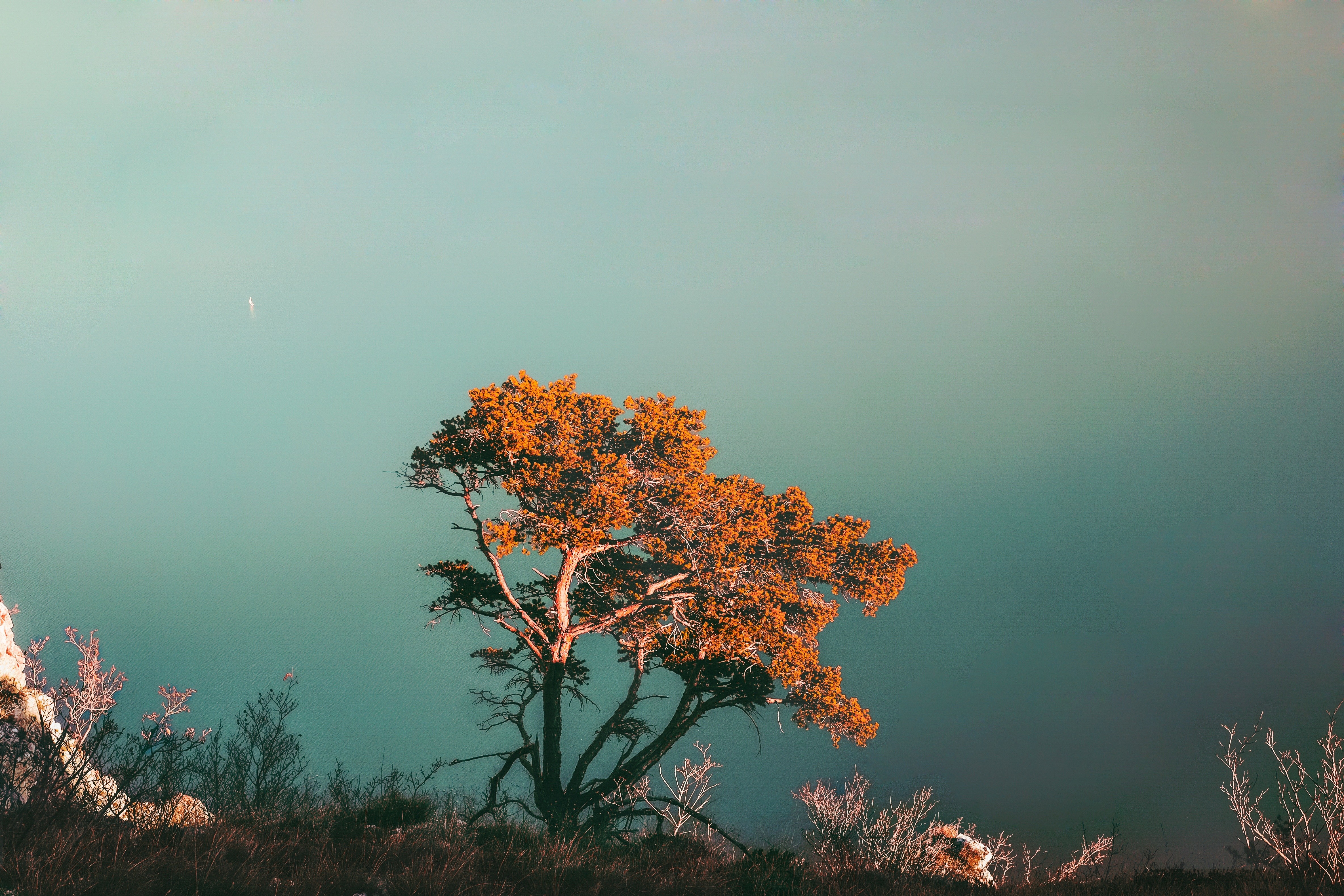 Tree on a cliff overlooking the sea at sunset HD Wallpaper