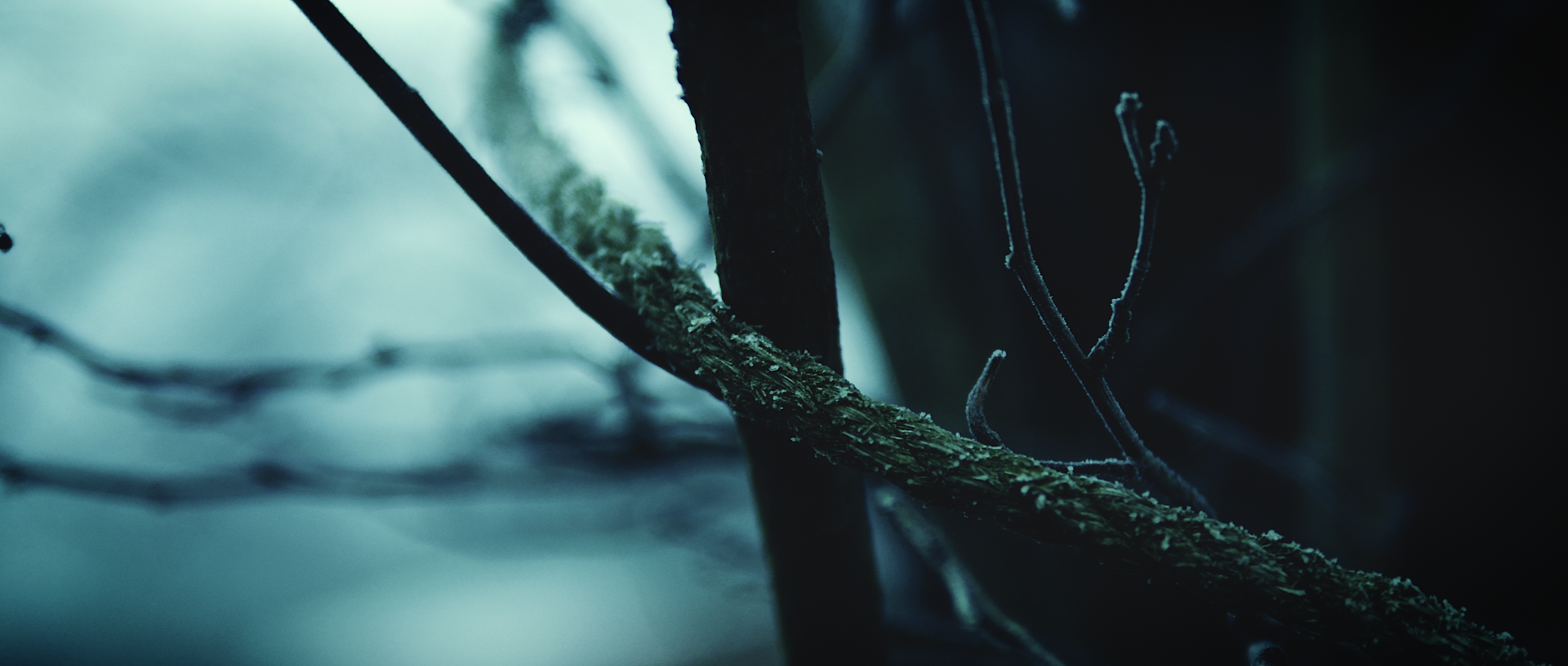 Close-up of a frosted branch in dark forest HD Wallpaper