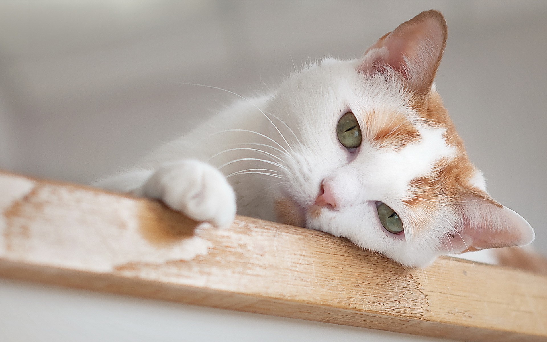 White and orange cat resting on wood HD Wallpaper