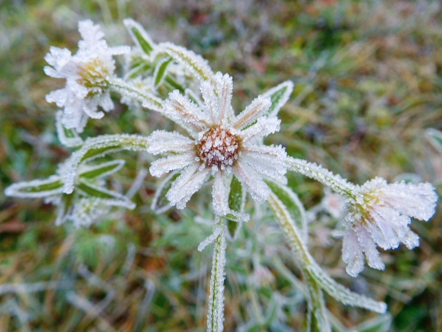Frost-covered wildflowers in a natural setting HD Wallpaper