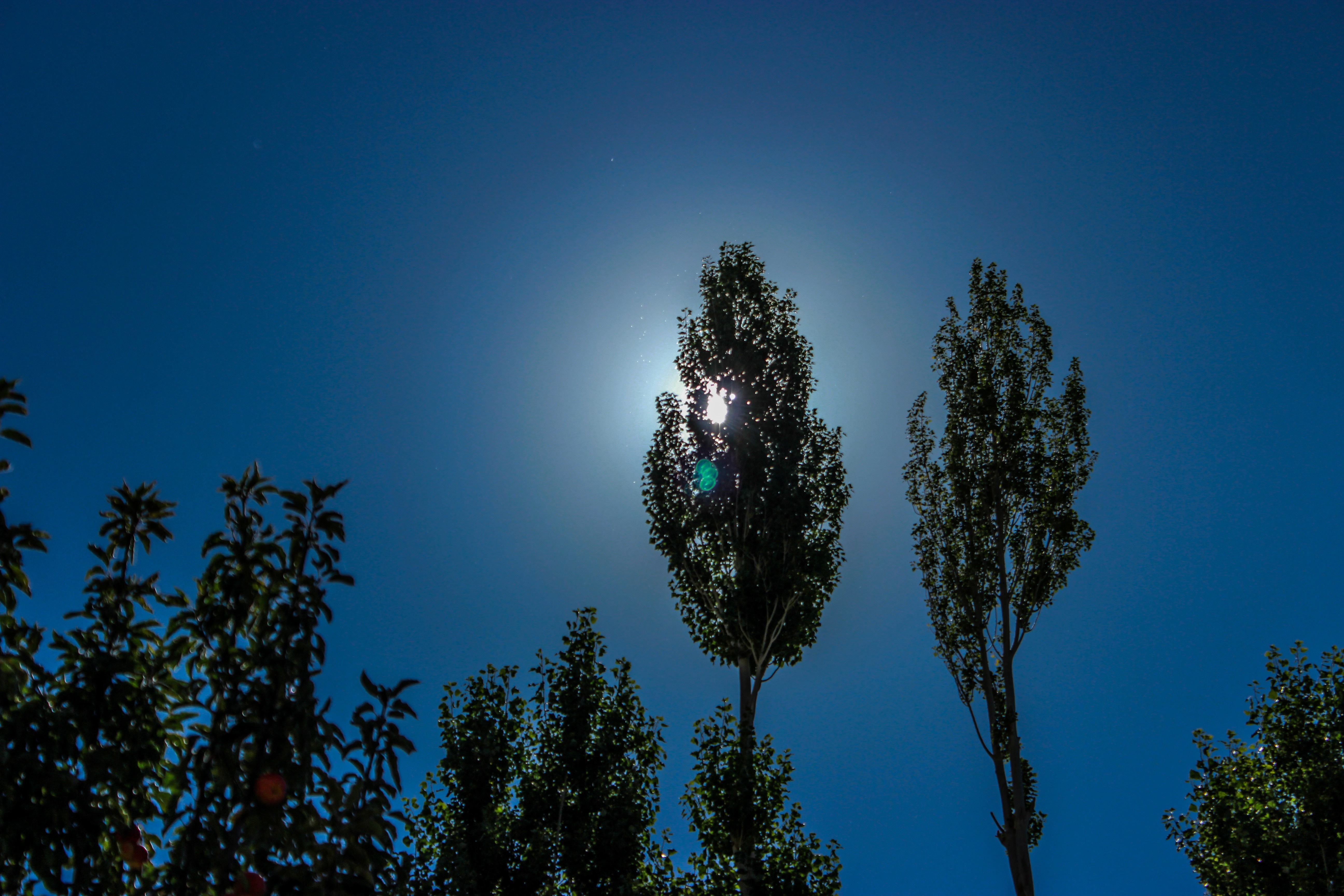 Tall trees silhouetted against the bright sun and blue sky HD Wallpaper