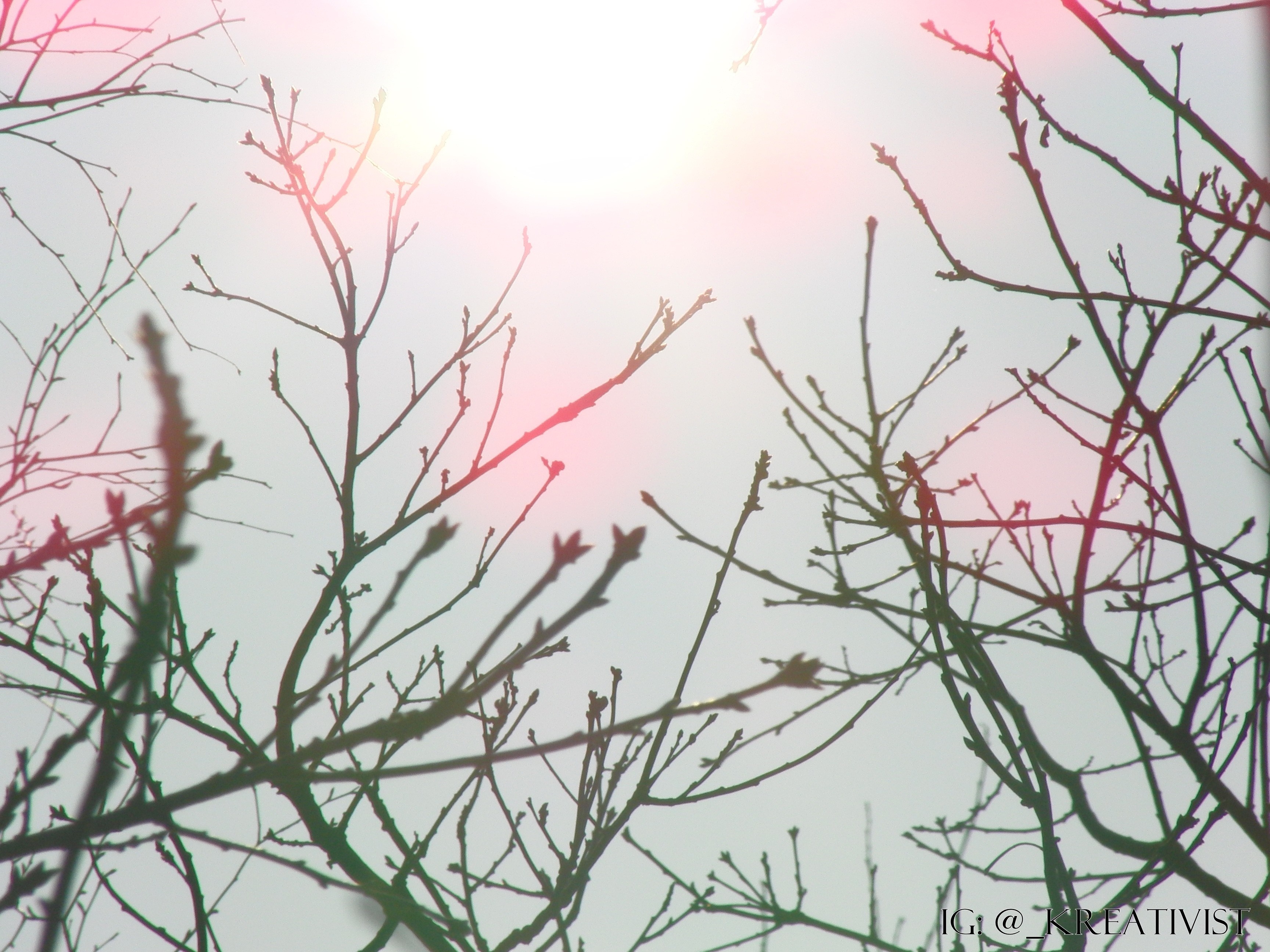 Bare tree branches against a bright sky with sun flare HD Wallpaper