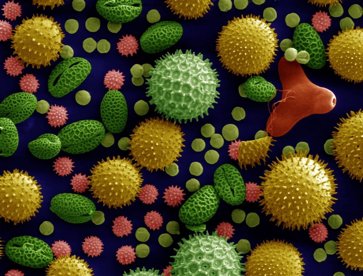 Microscopic view of colorful pollen grains and spores HD Wallpaper