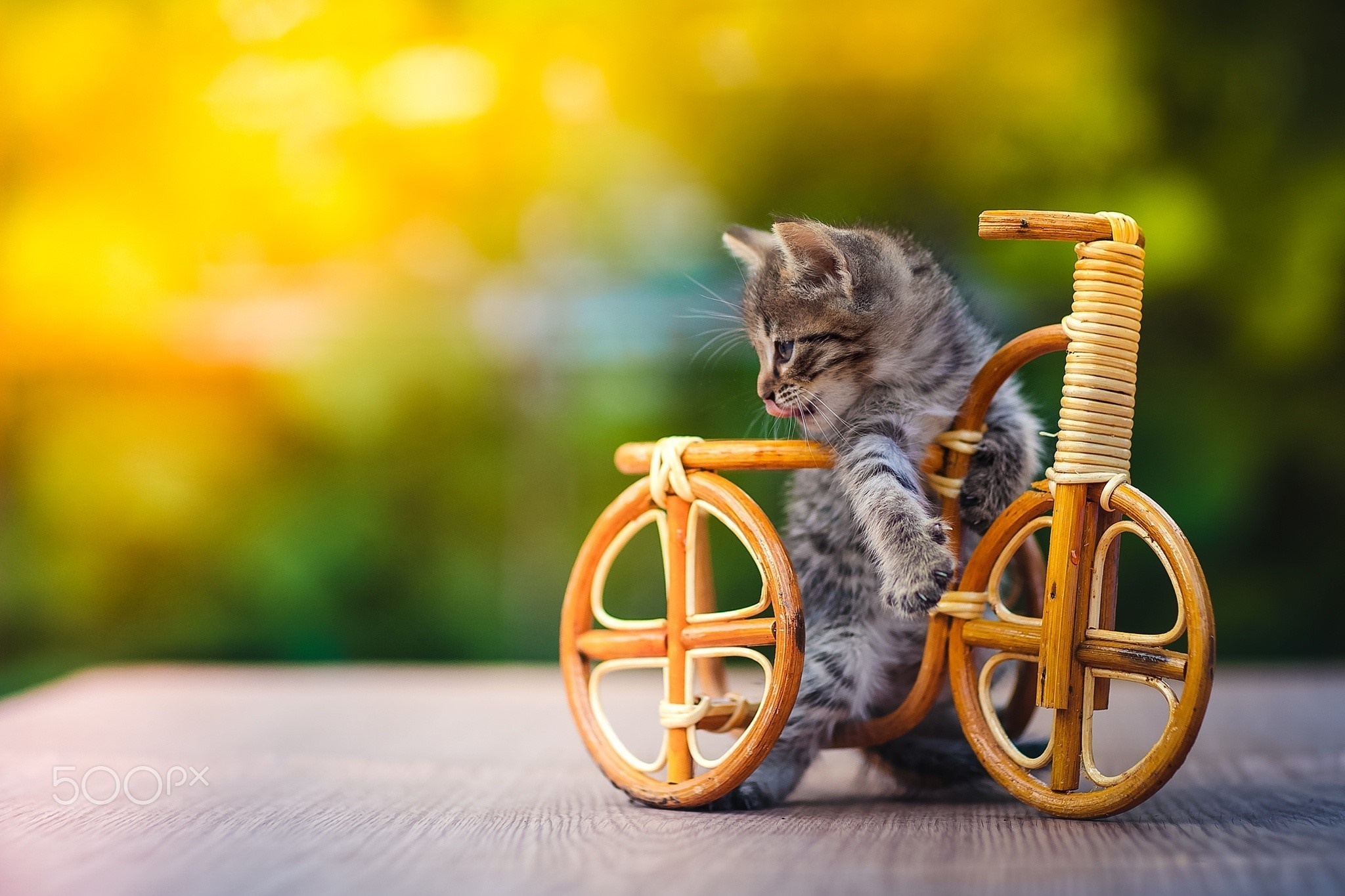 Kitten on a miniature bicycle outdoors HD Wallpaper