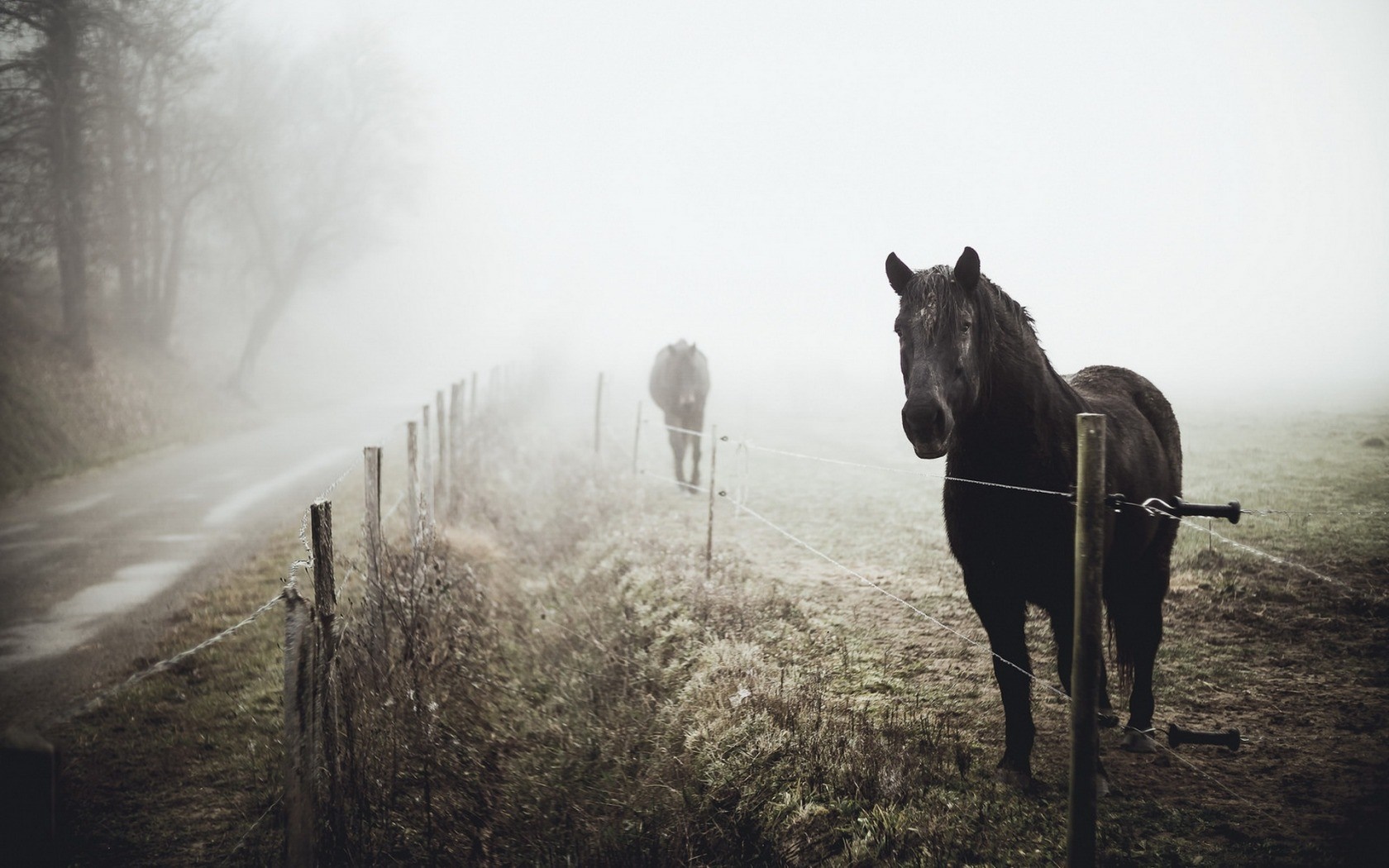 Two horses in a foggy field with a fence HD Wallpaper