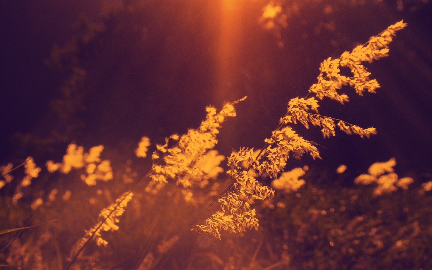 Sunlight filtering through tall grass at dusk HD Wallpaper