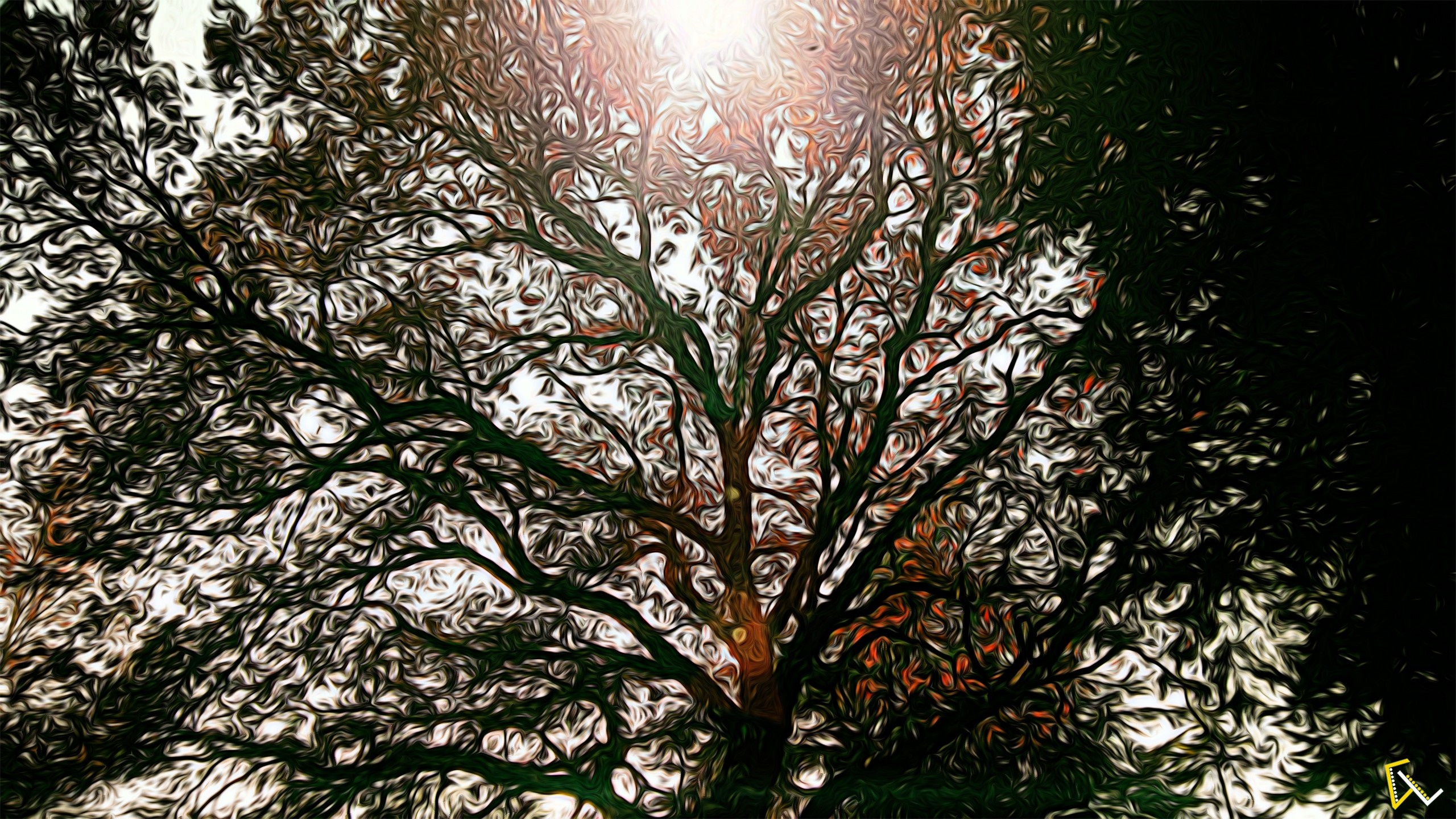 Sunlight filtering through tree branches HD Wallpaper