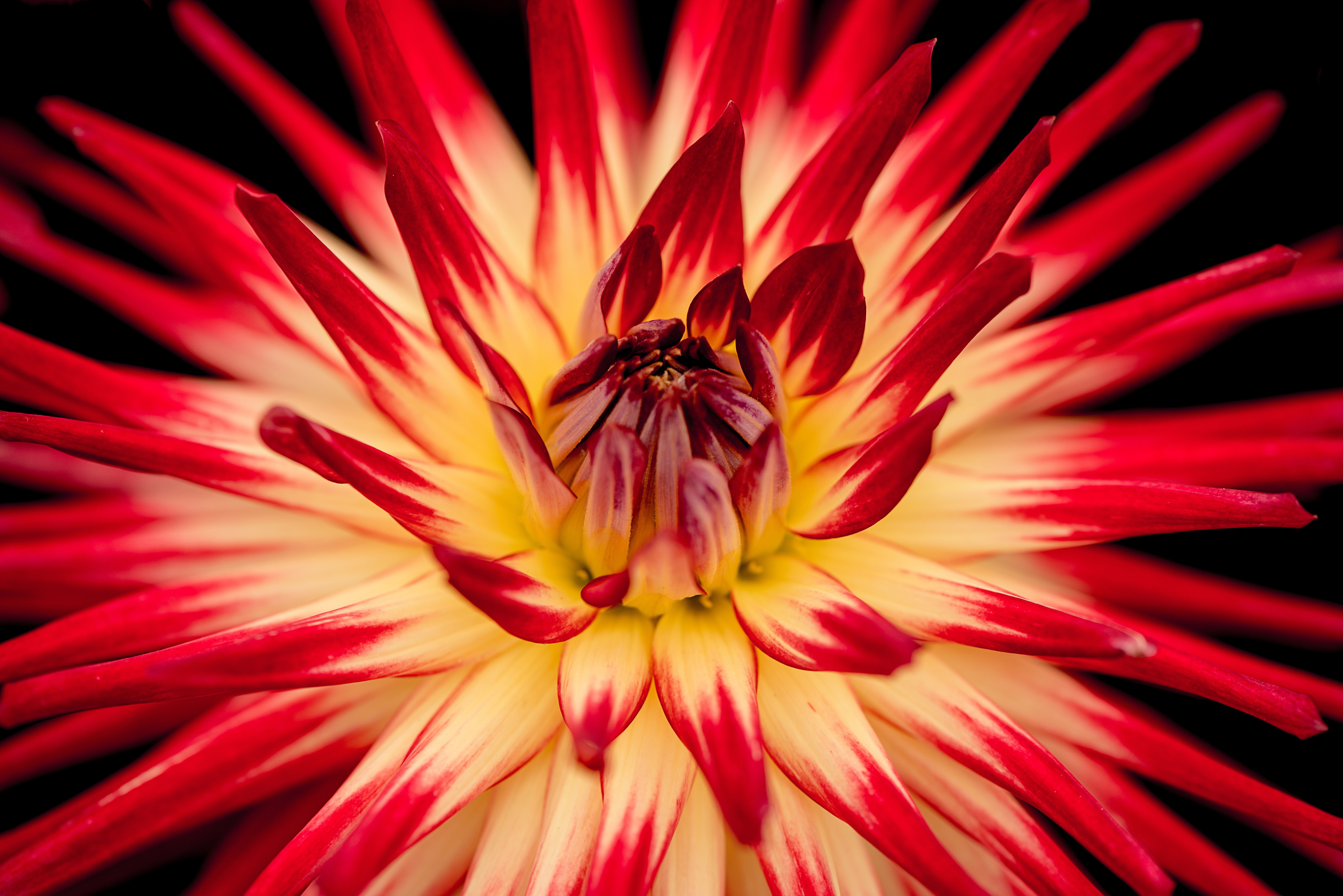 Close up of a red and yellow dahlia flower HD Wallpaper