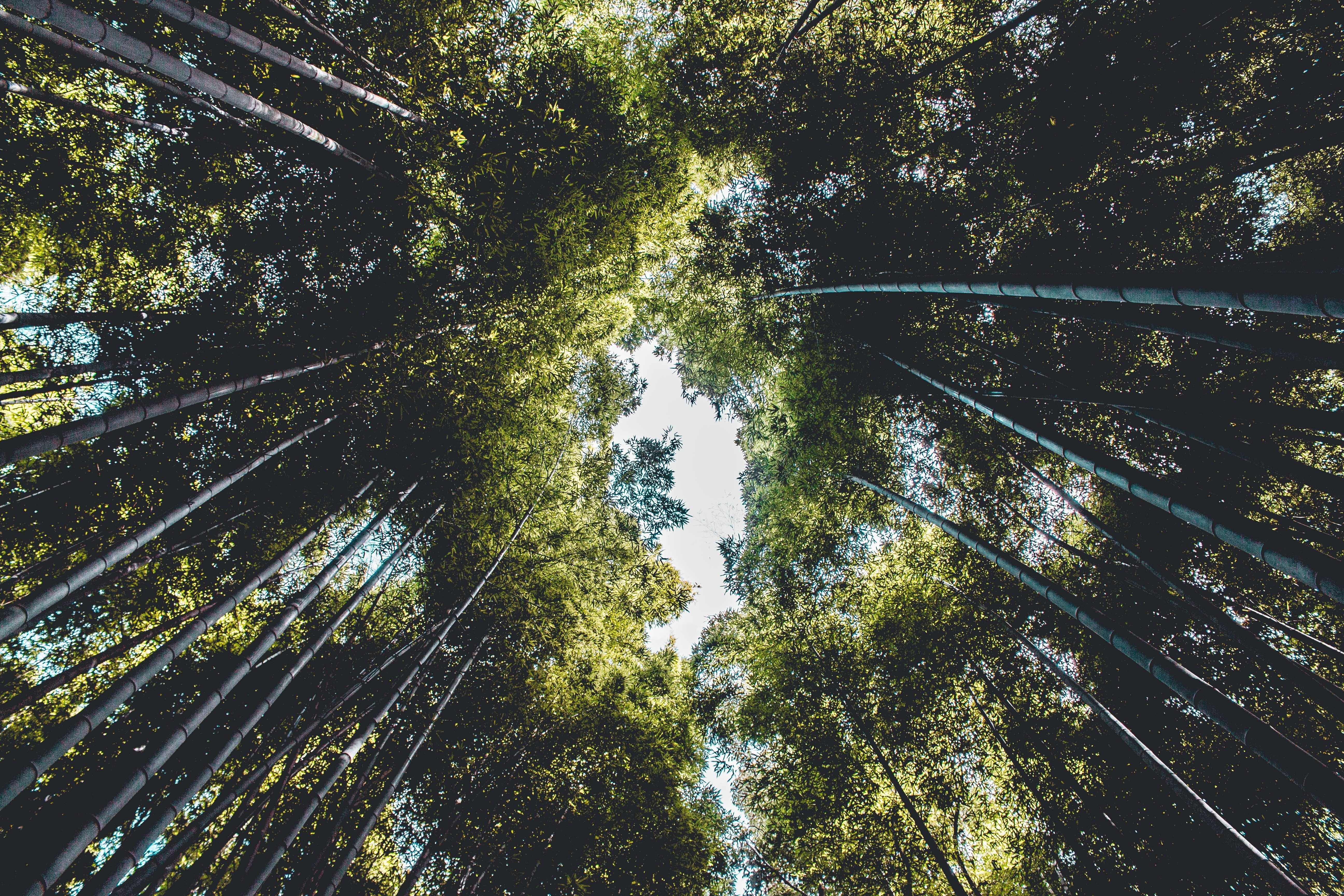 Looking up through a dense bamboo forest HD Wallpaper