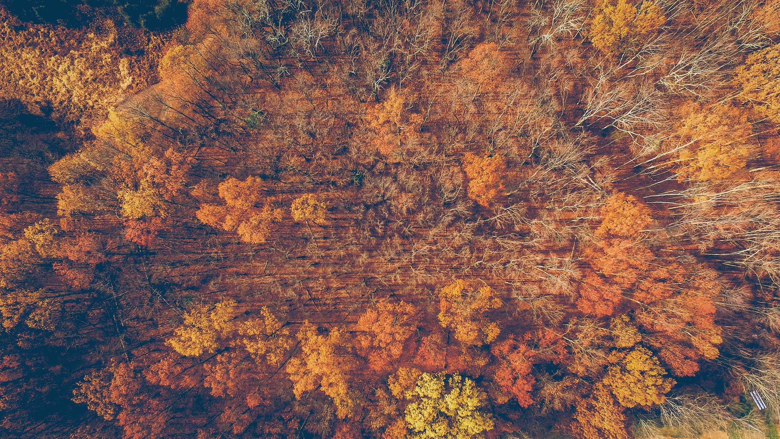 Aerial view of an autumn forest with colorful trees HD Wallpaper
