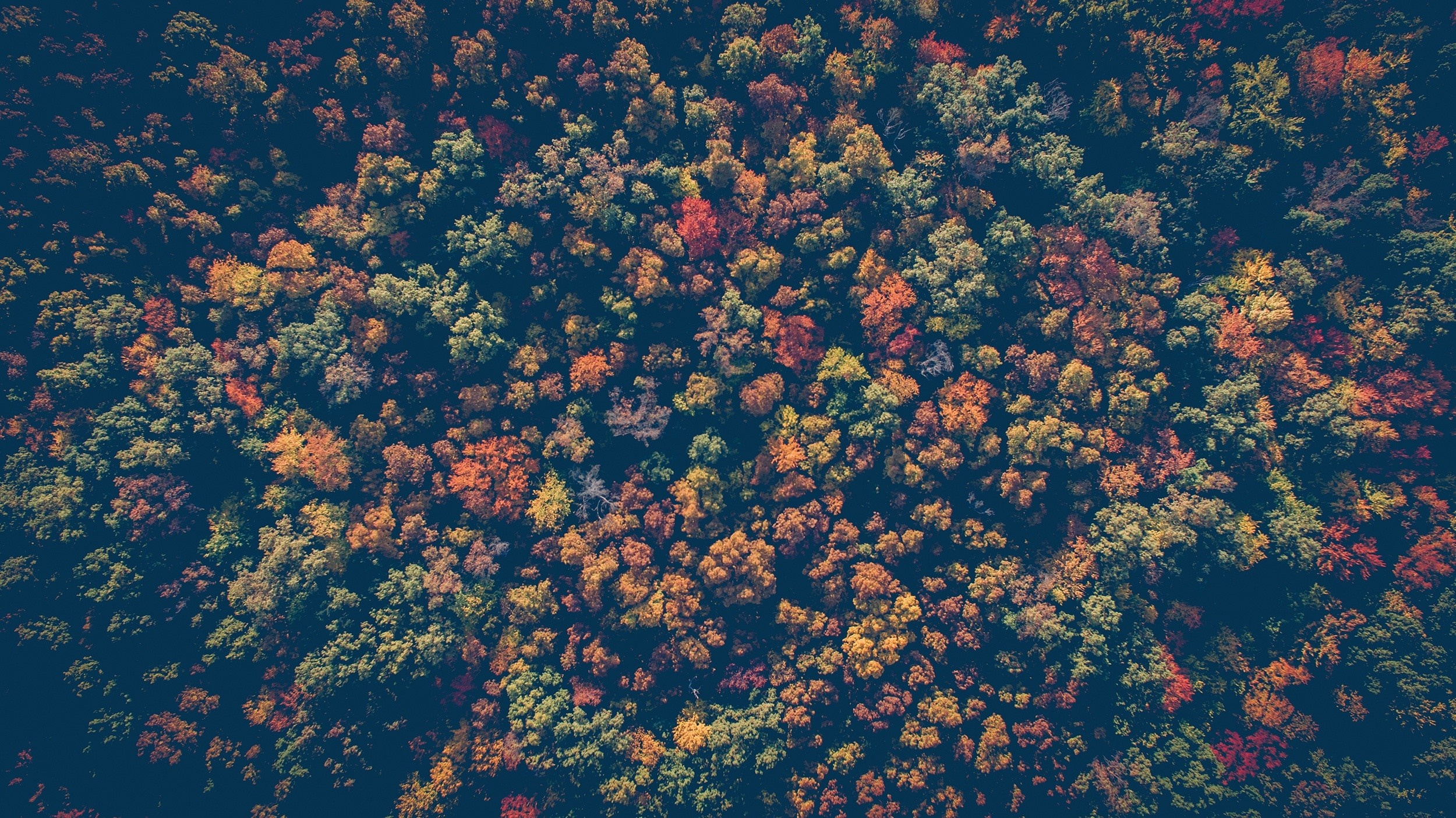 Aerial view of a forest in autumn with colorful leaves HD Wallpaper