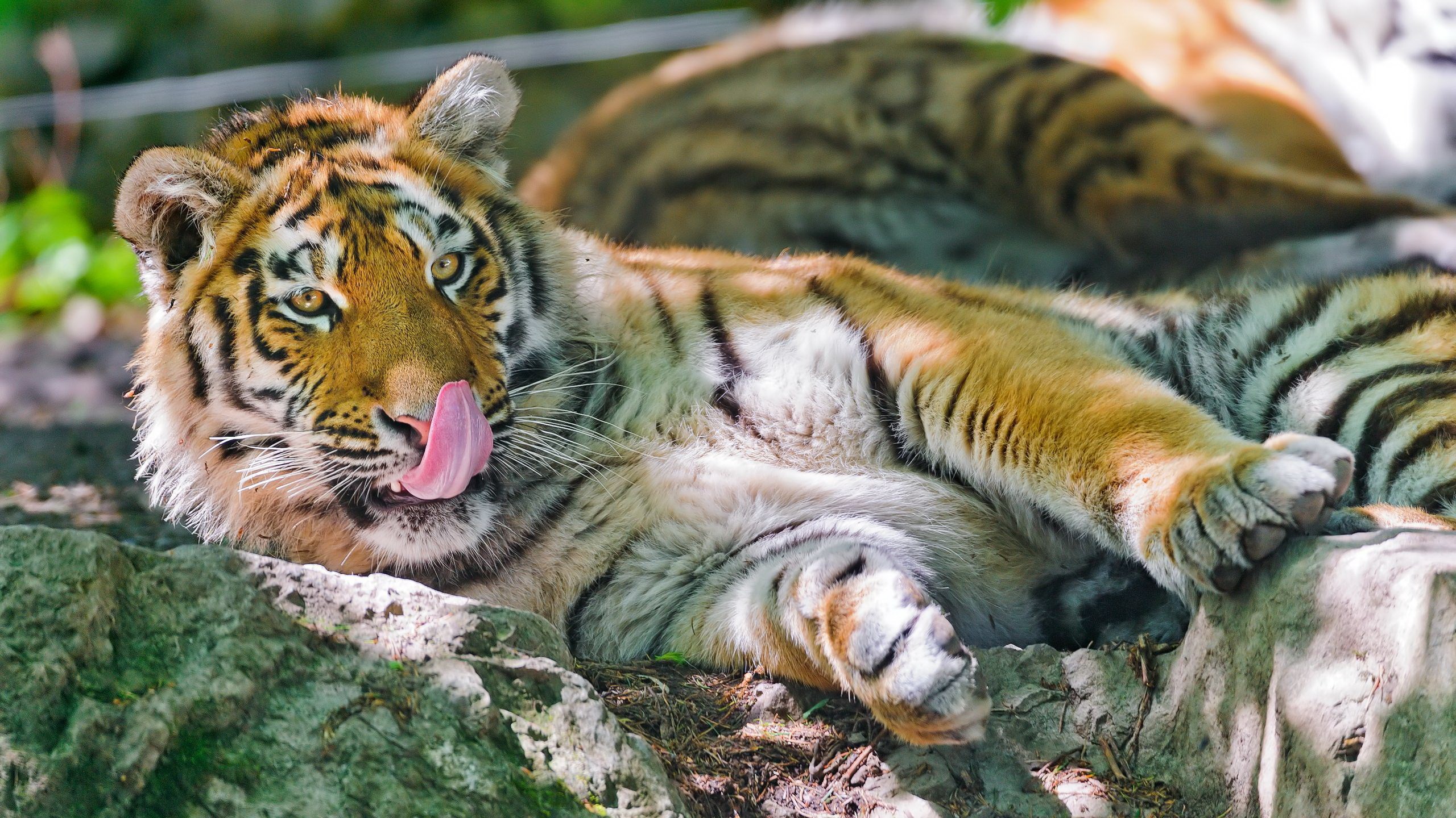 Tiger licking its nose while lying down HD Wallpaper