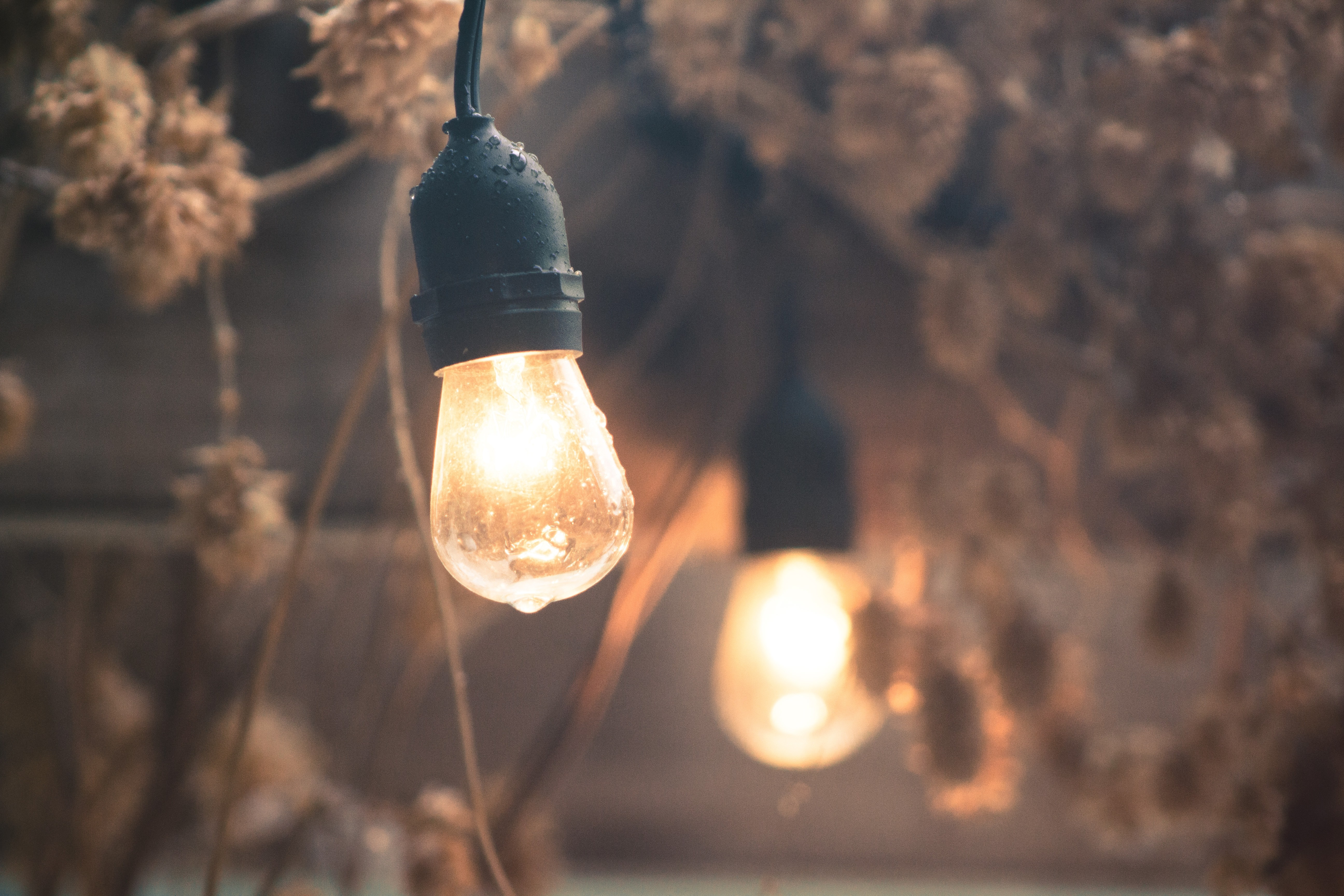 Close up of a wet lightbulb with dried flowers HD Wallpaper