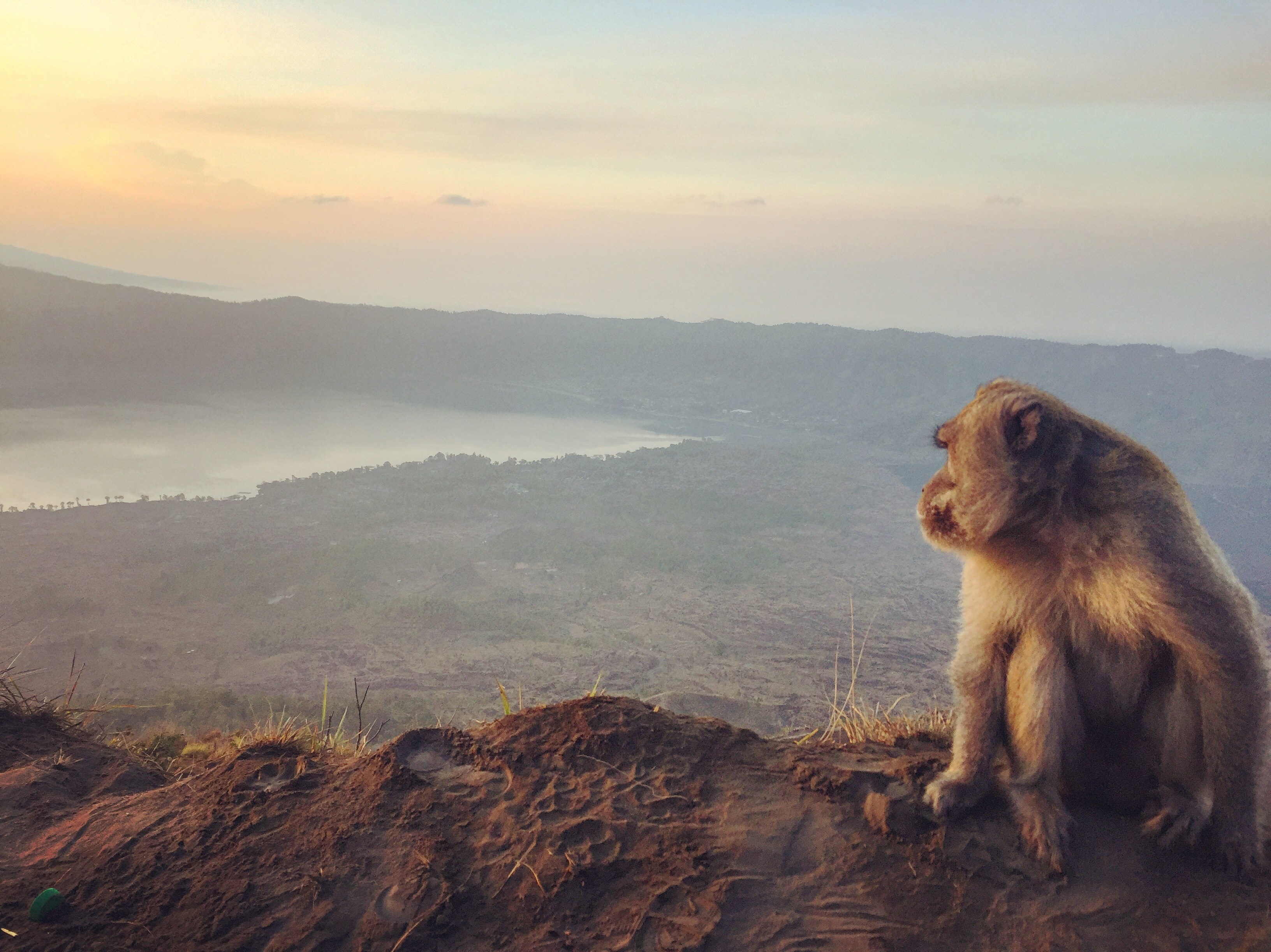 Monkey overlooking a misty lake at sunrise HD Wallpaper