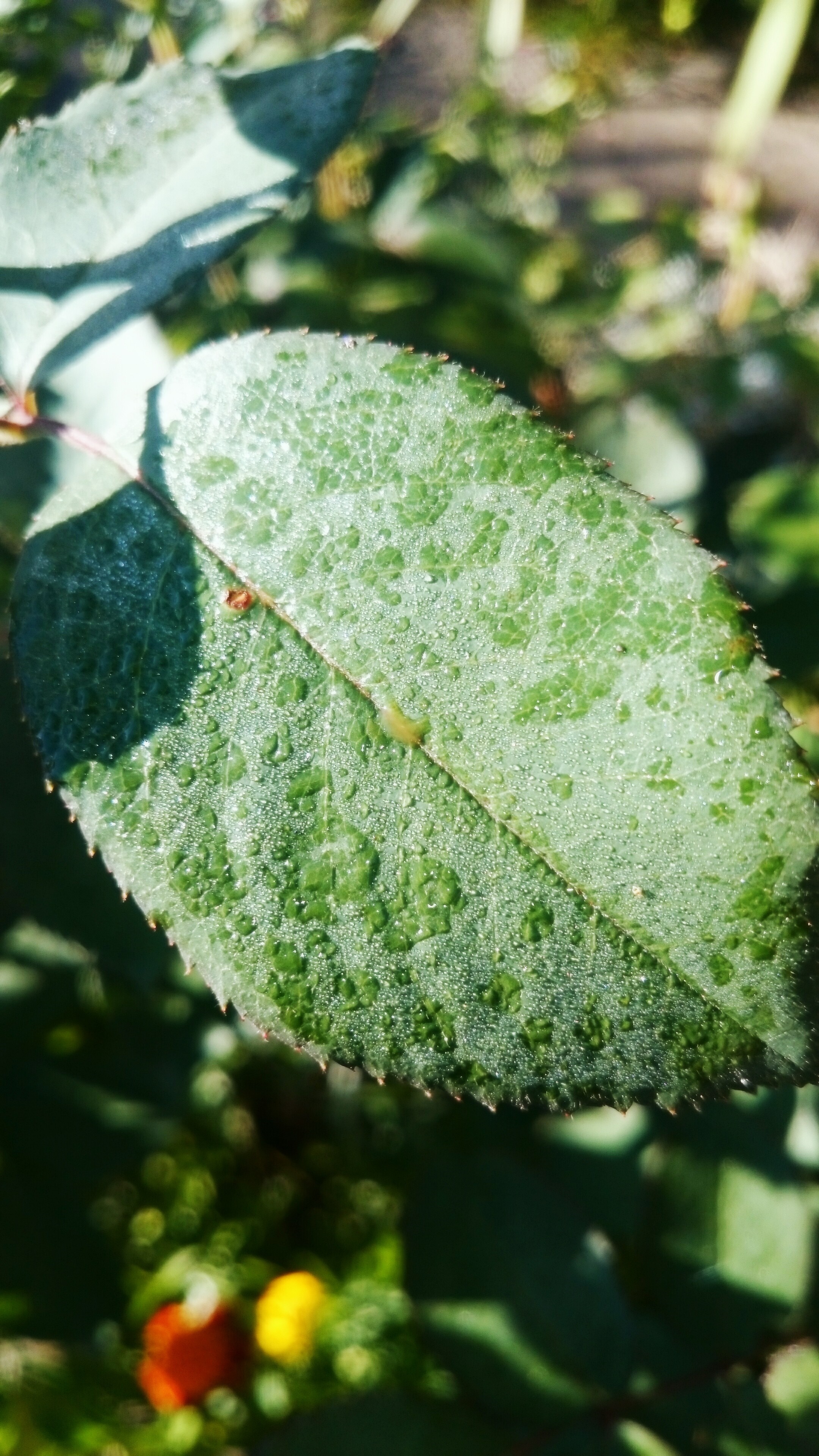Green leaf with water drops in sunlight HD Wallpaper