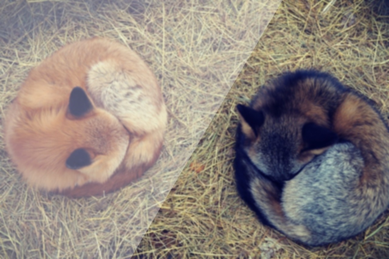Two foxes curled up sleeping on hay HD Wallpaper