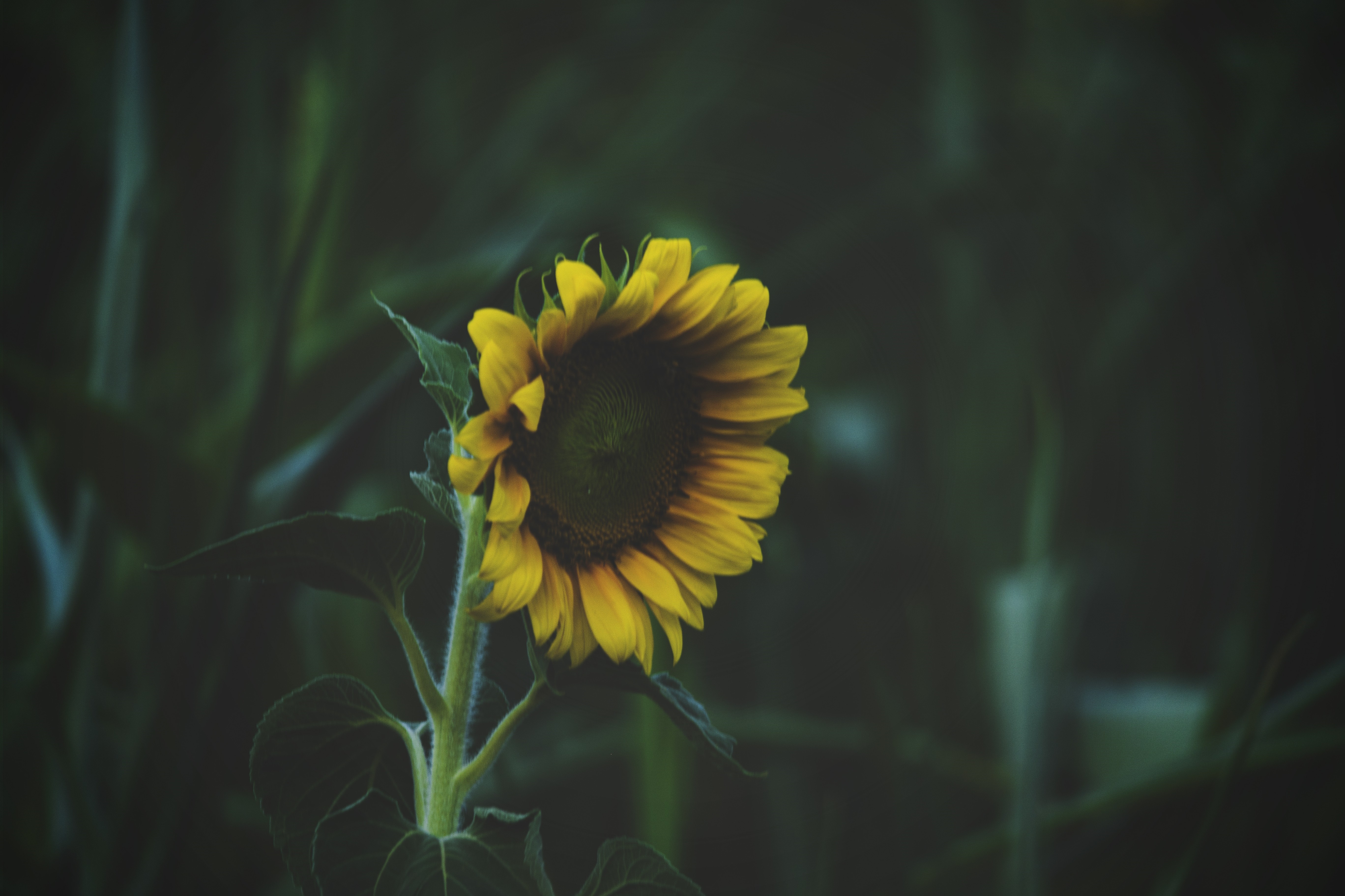 A single sunflower in a dark field HD Wallpaper