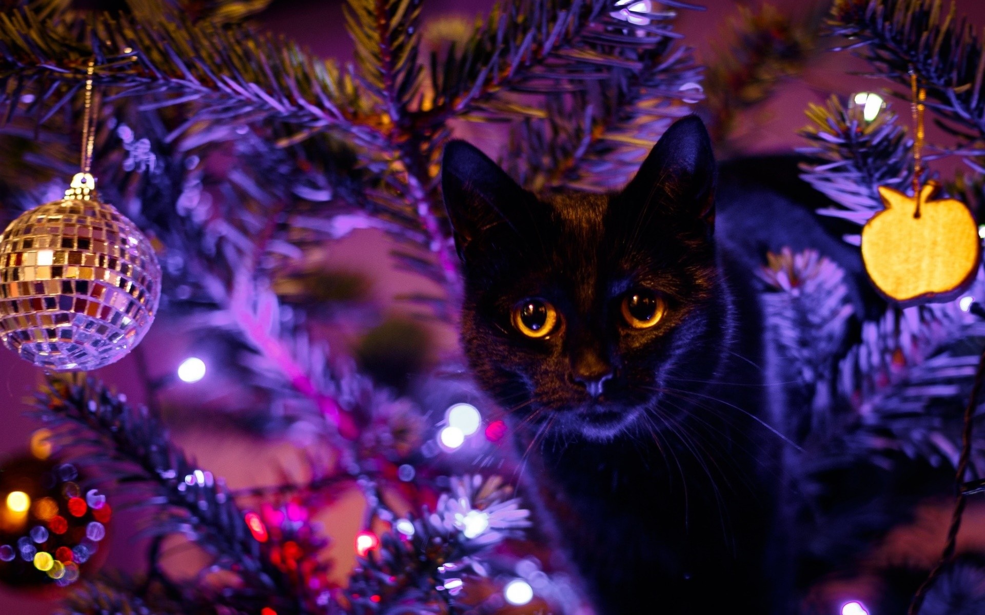 Black cat on a Christmas tree with ornaments HD Wallpaper