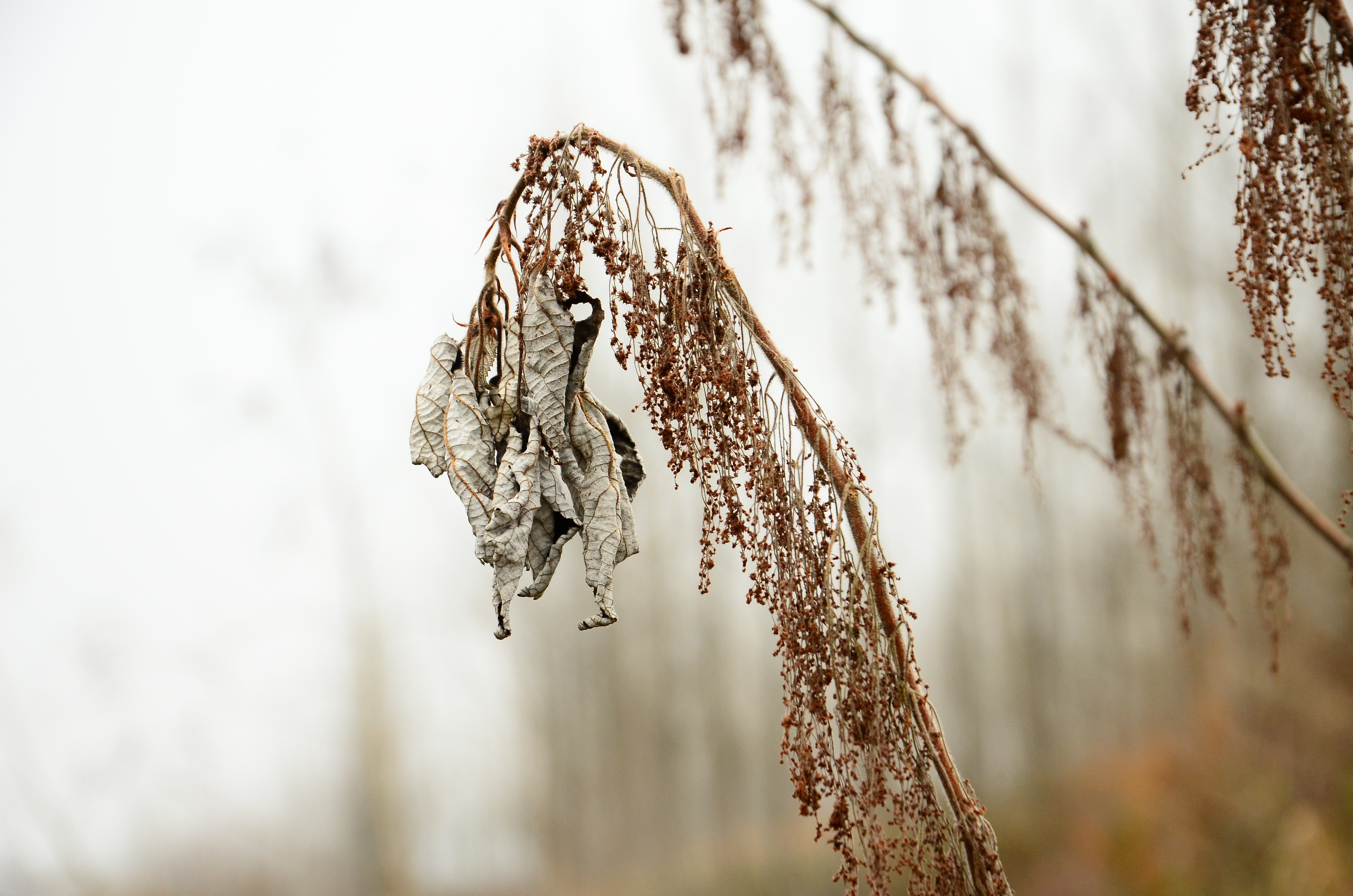 Dried plant with dead leaves and seed pods HD Wallpaper