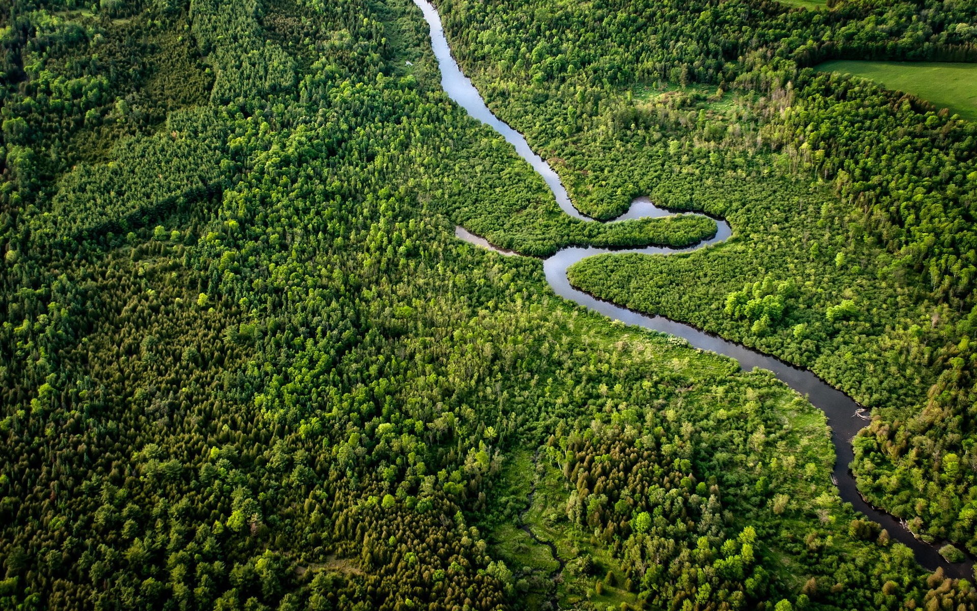 Aerial view of a winding river through a dense forest HD Wallpaper