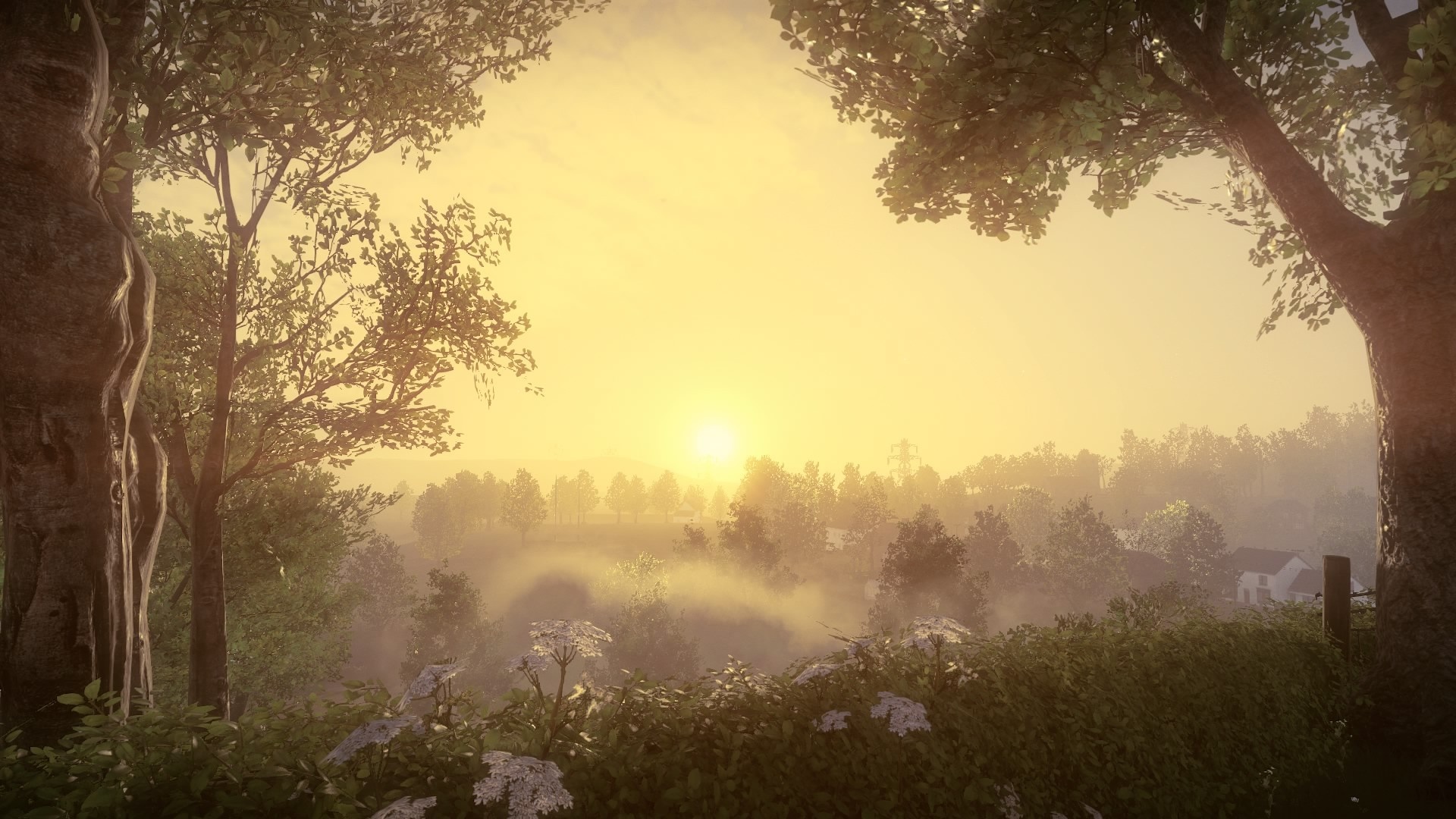 Sunrise over a misty forest landscape HD Wallpaper