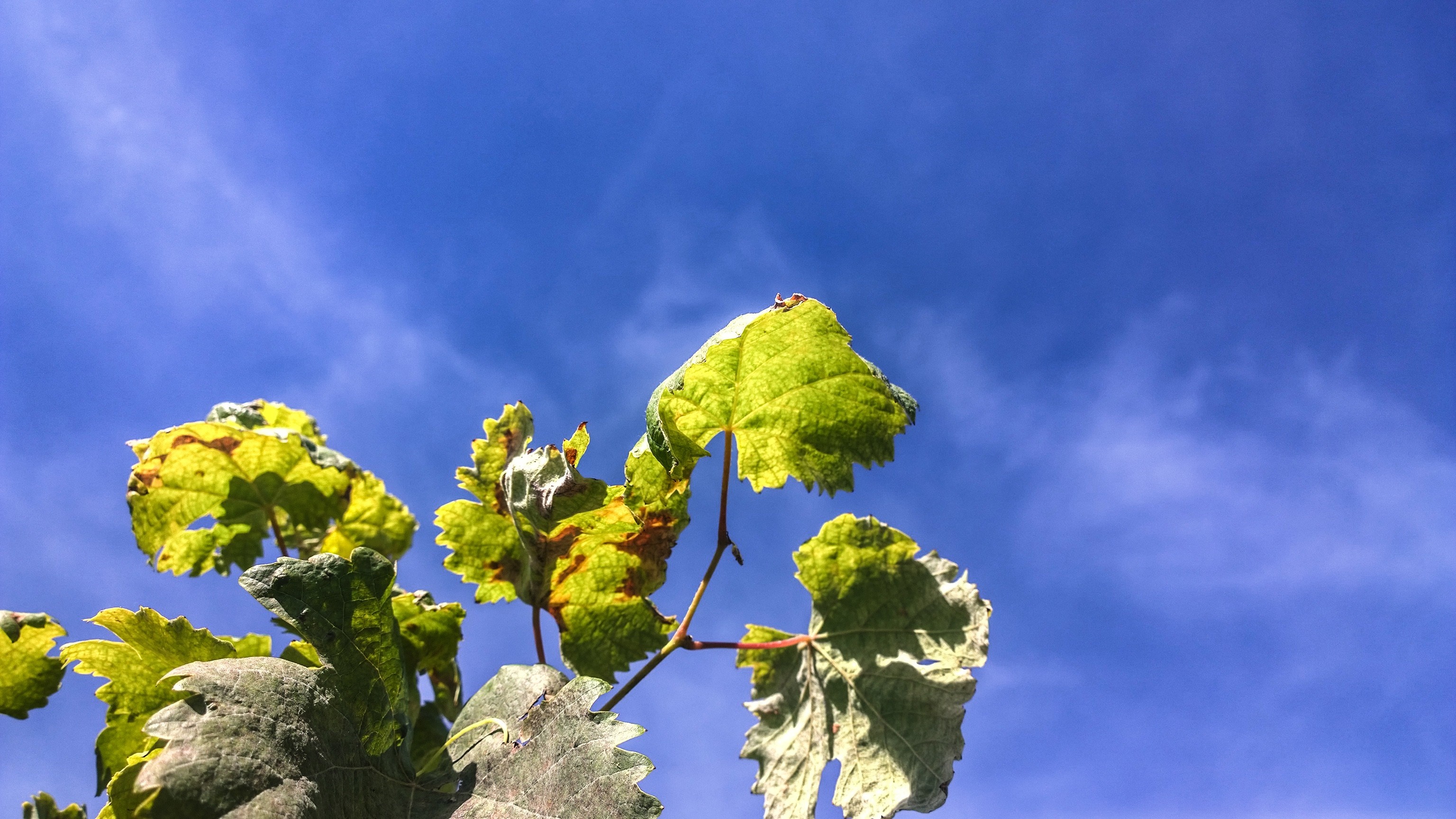 Green and yellow leaves against a blue sky HD Wallpaper