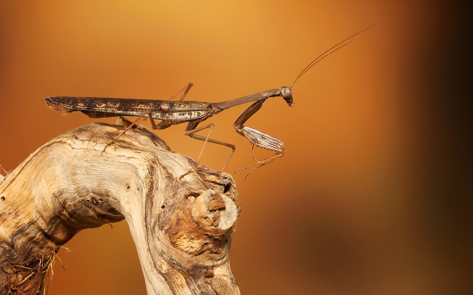 Praying Mantis on a Piece of Wood HD Wallpaper