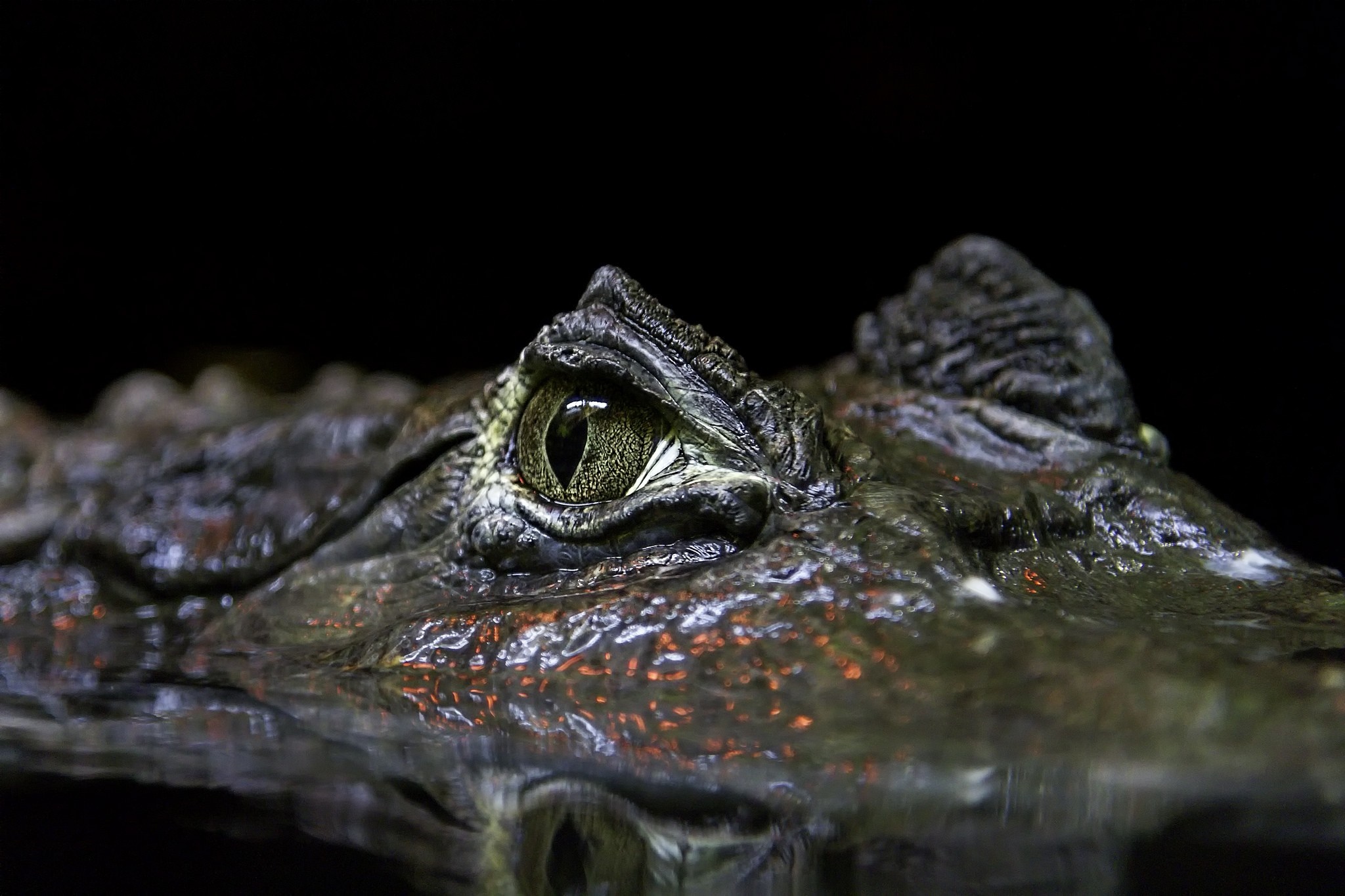 Close-up of an alligator's eye above water HD Wallpaper