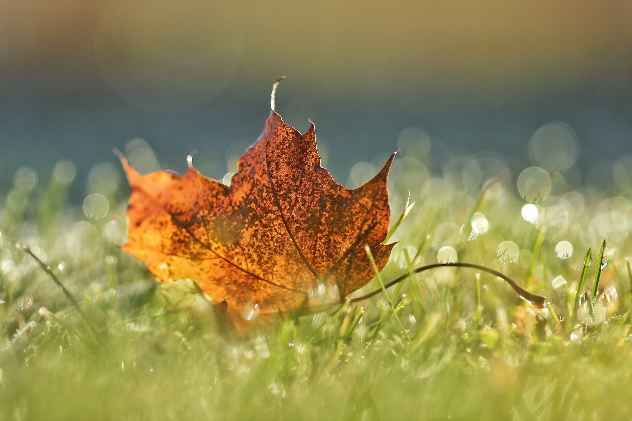 Close-up of a fallen maple leaf on grass with dew drops HD Wallpaper