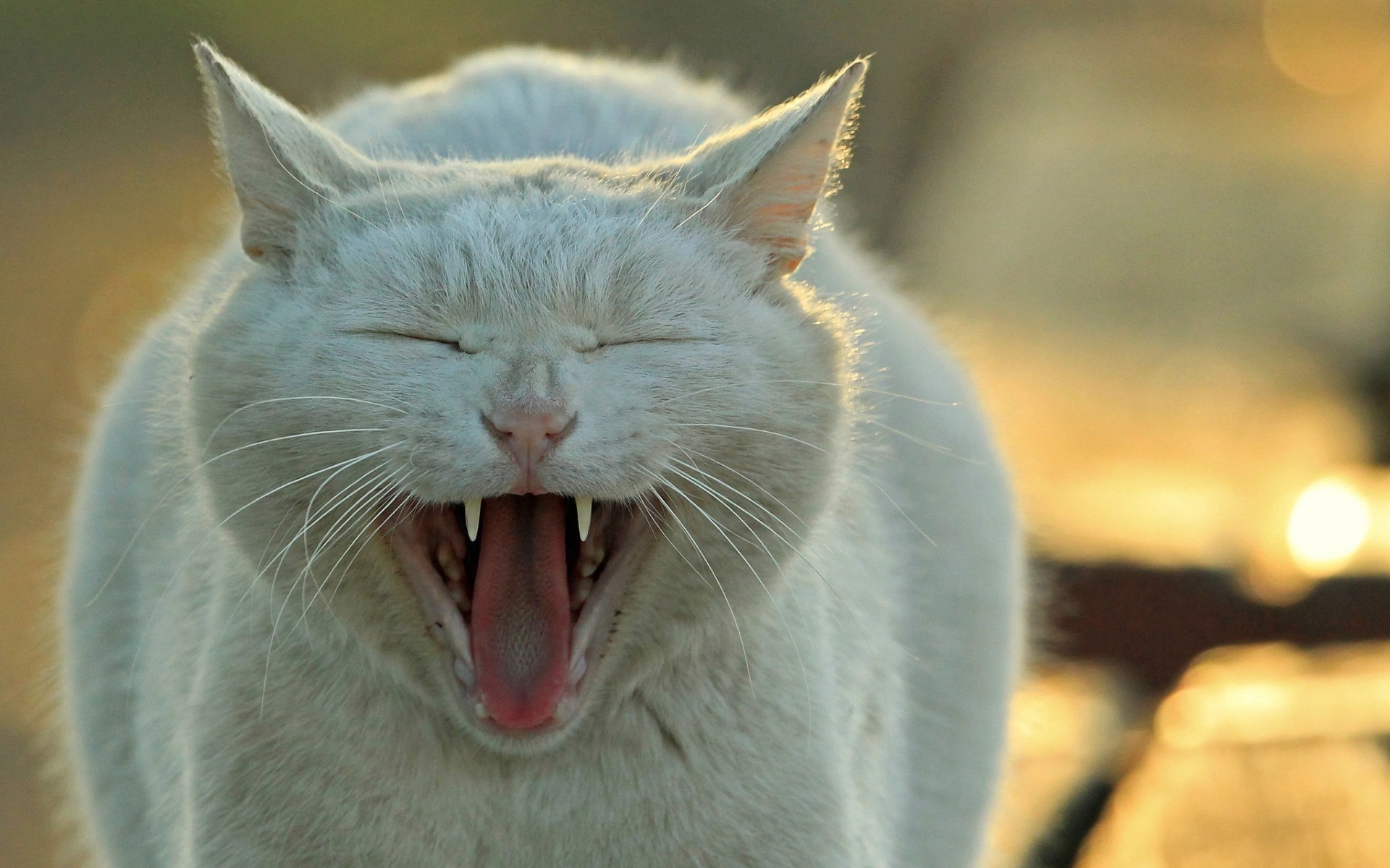 White cat yawning with sharp teeth visible HD Wallpaper