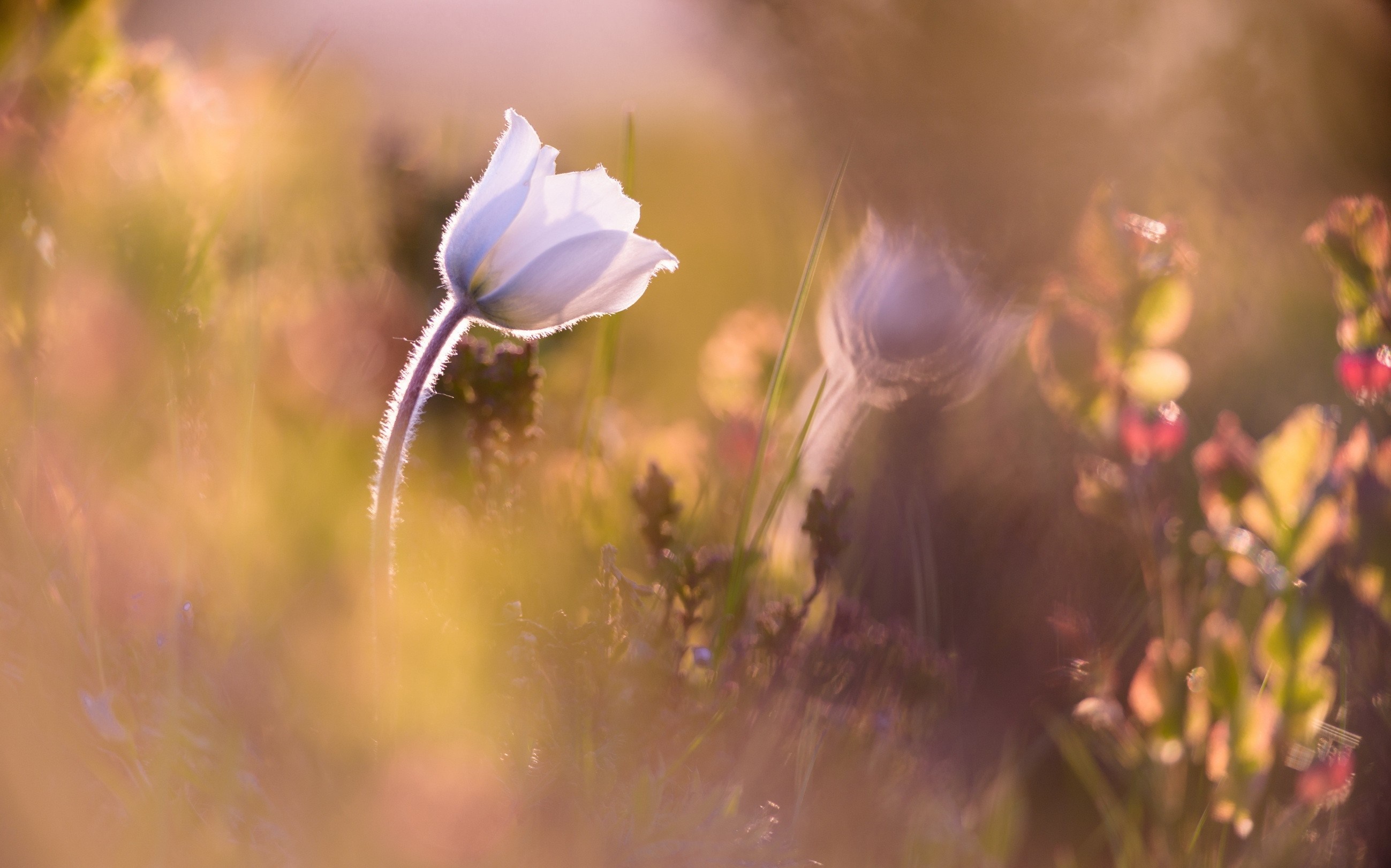 Backlit white wildflower in a meadow HD Wallpaper