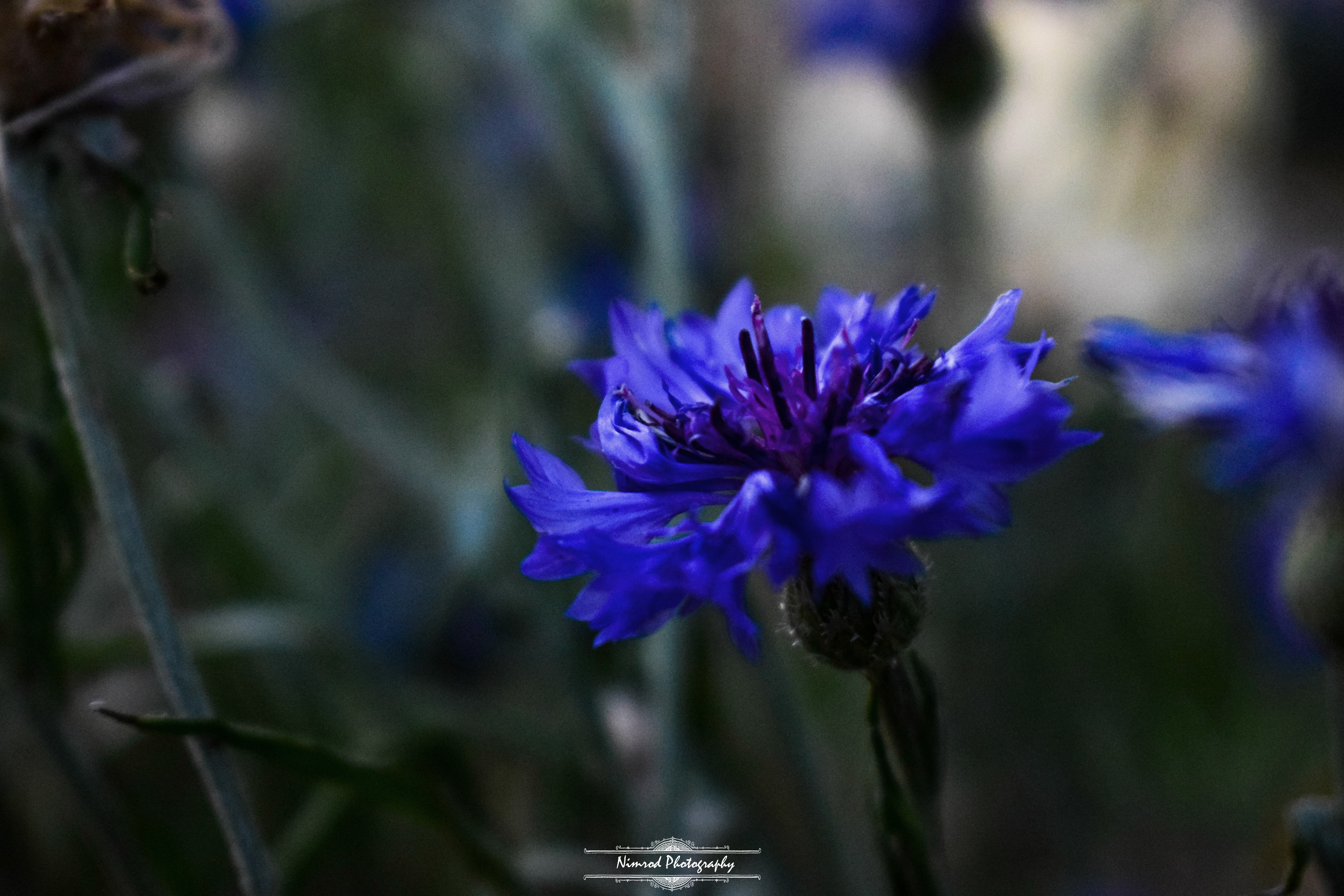 Close-up of a vibrant blue cornflower in a garden HD Wallpaper