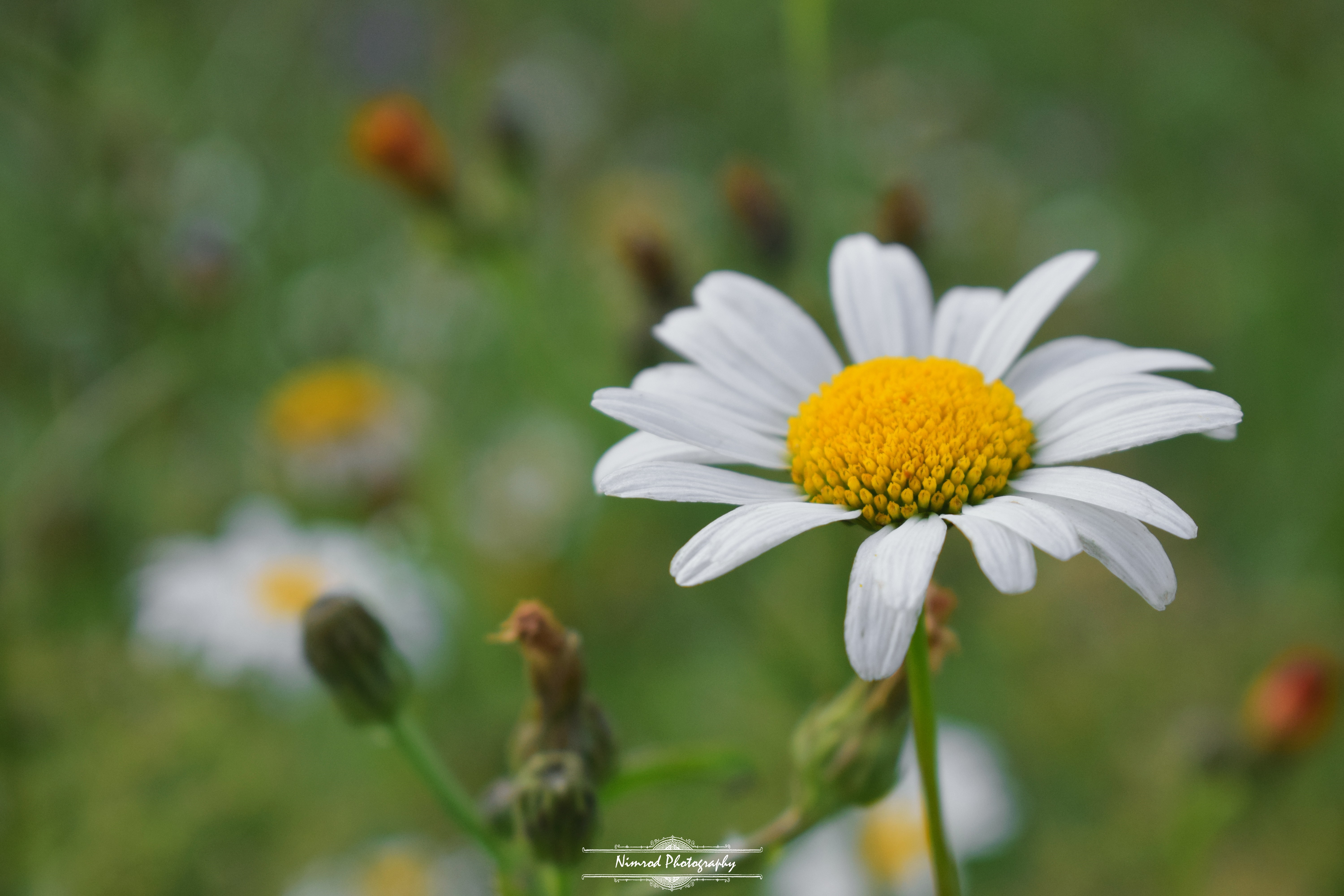 Close-up of a white daisy with a yellow center HD Wallpaper