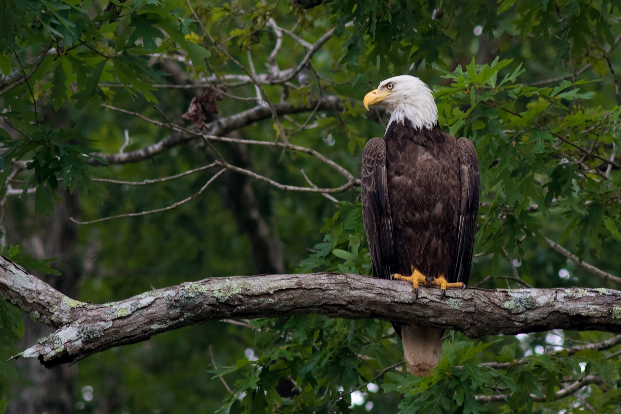 Bald eagle perched on a tree branch HD Wallpaper