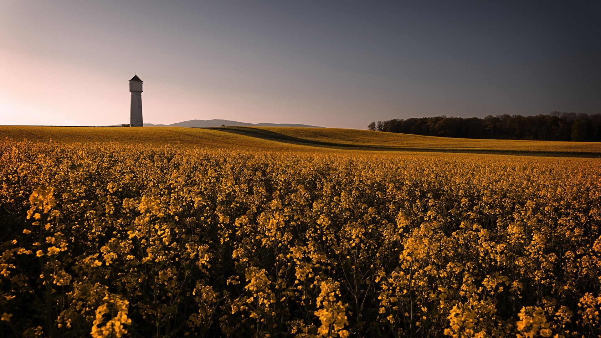 Water tower in a field of yellow flowers at sunset HD Wallpaper
