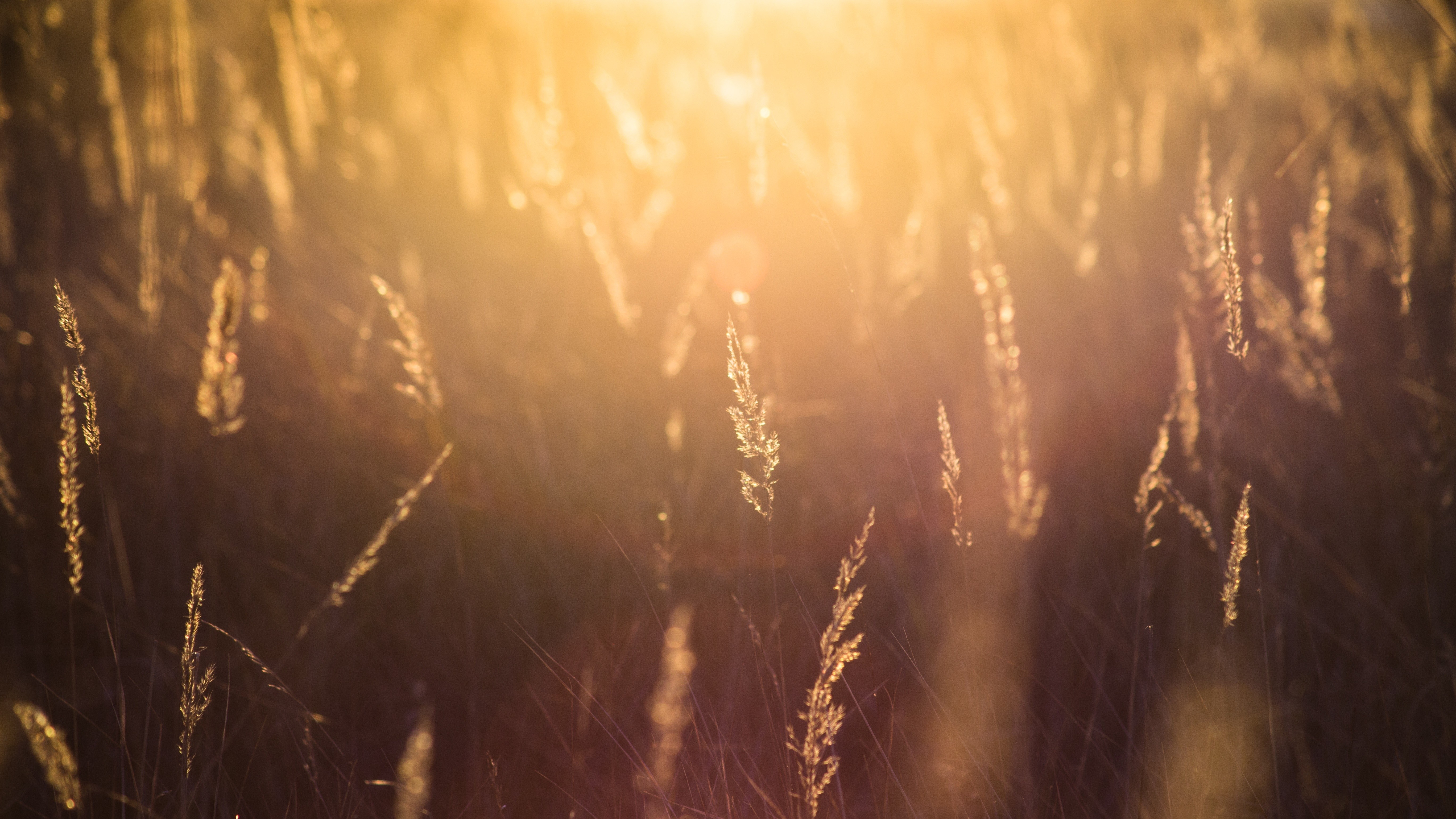 Sunlight filtering through tall grass at sunset HD Wallpaper