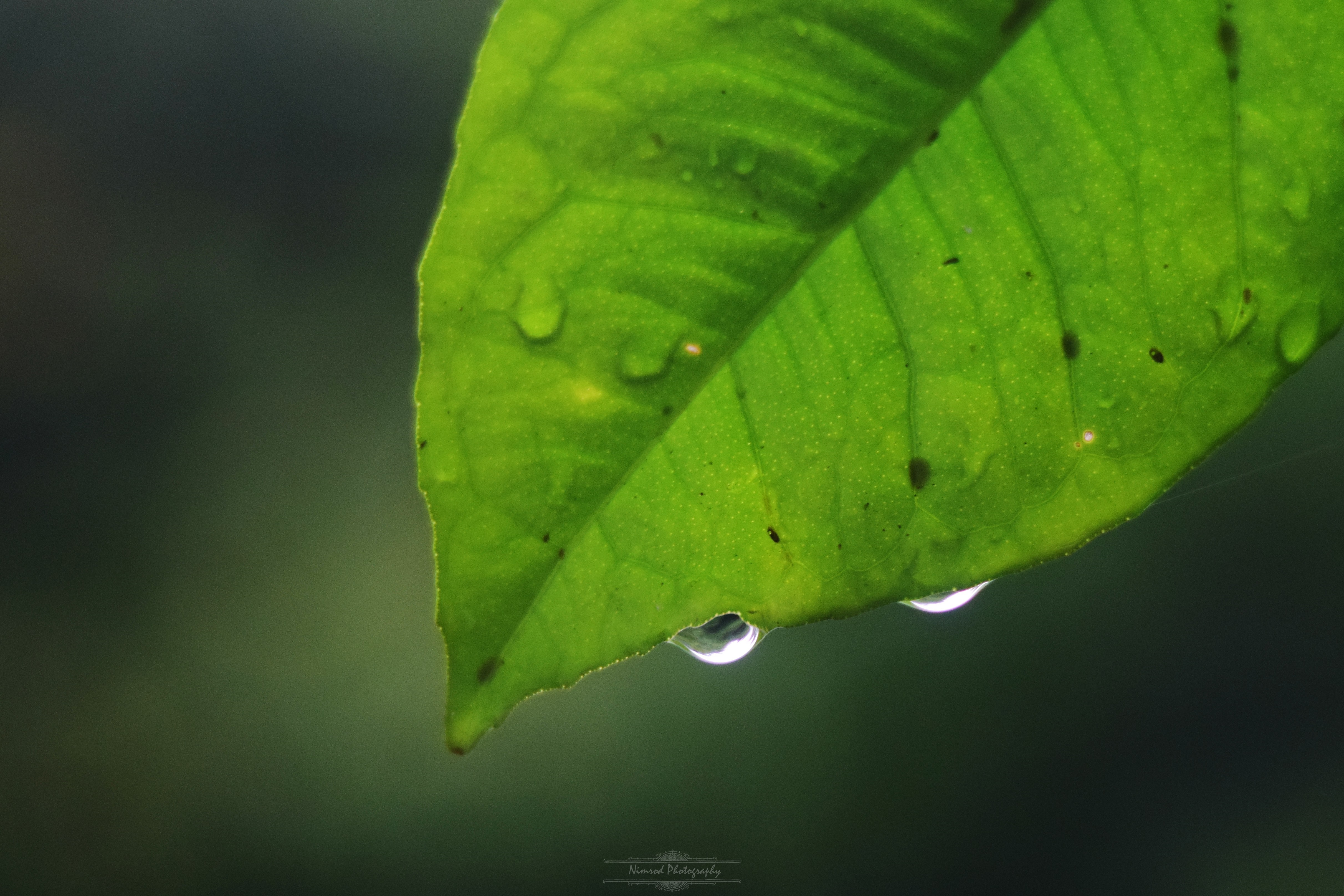 Close-up of a green leaf with water drops HD Wallpaper