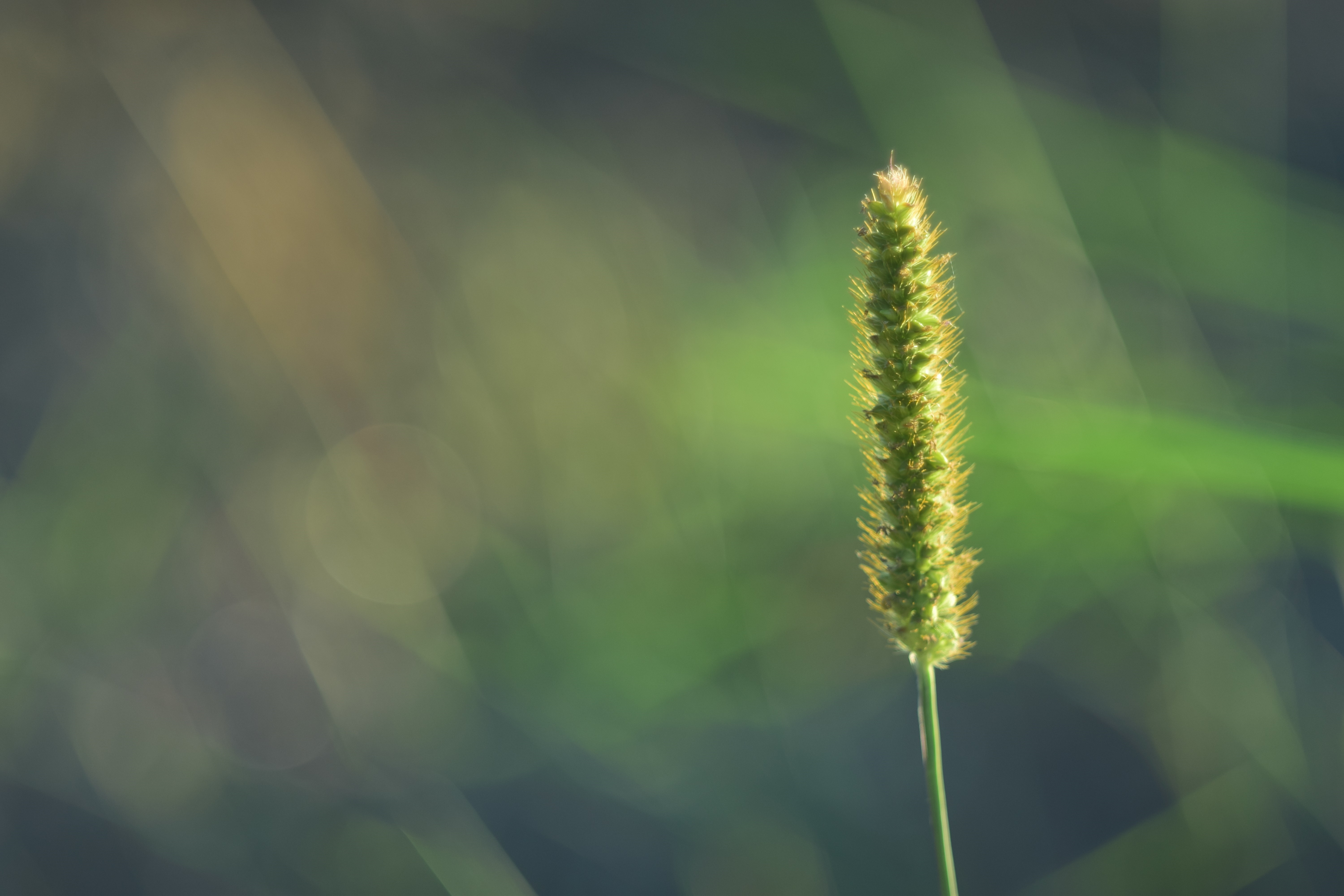 Close-up of a green grass seed head with bokeh background HD Wallpaper