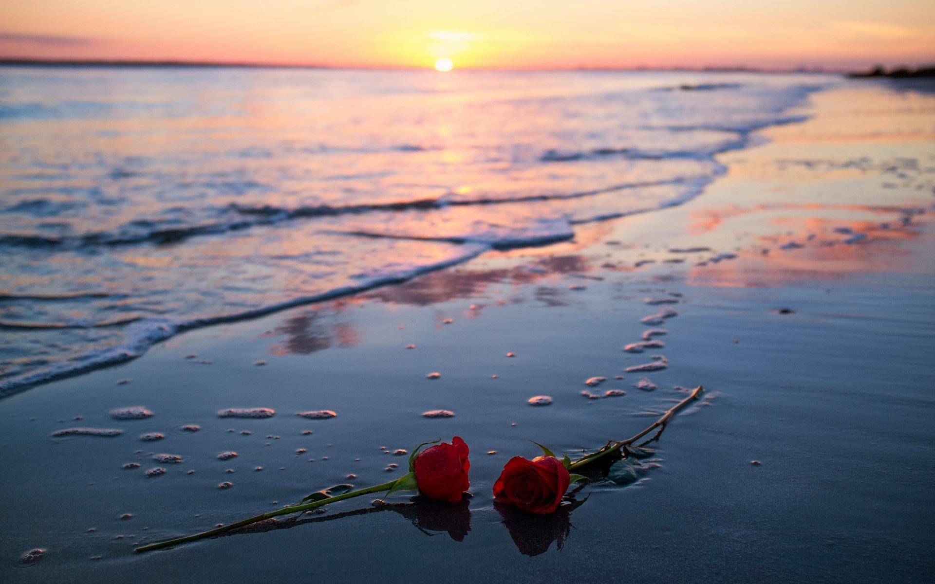 Two red roses on a beach at sunset HD Wallpaper