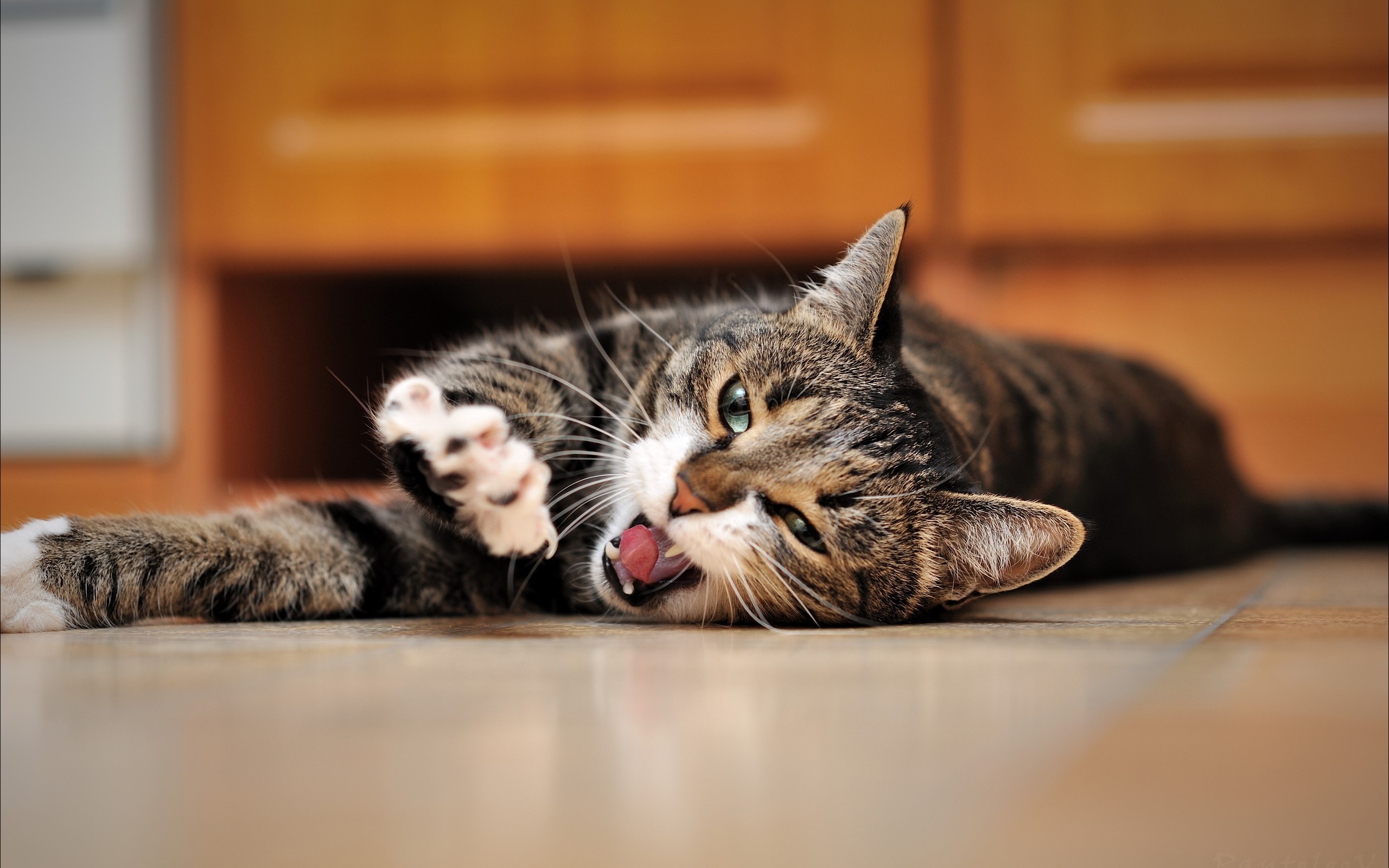 Tabby cat lying on the floor with mouth open HD Wallpaper