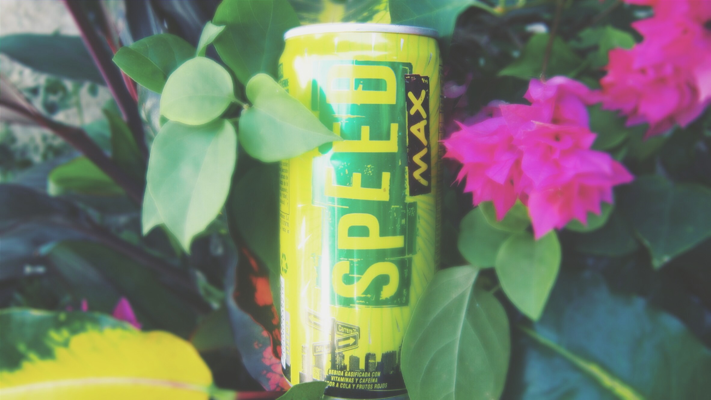 Speed Max energy drink can among plants HD Wallpaper