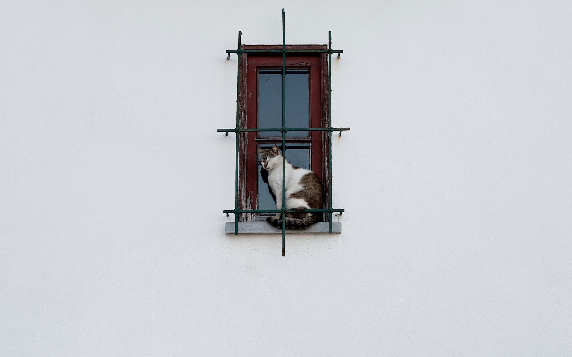 Cat sitting in a window with bars HD Wallpaper