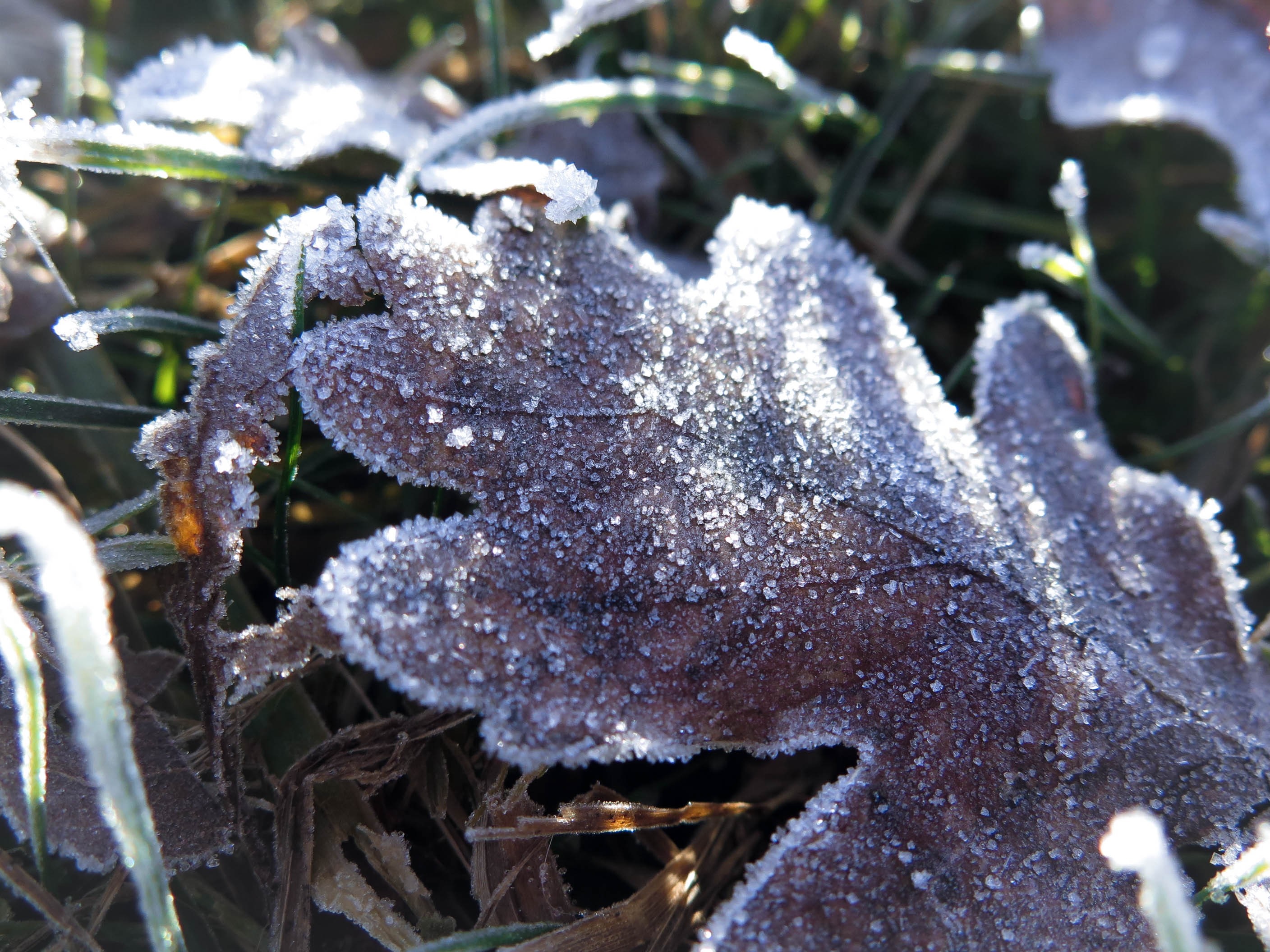Frost covered oak leaf on grass HD Wallpaper