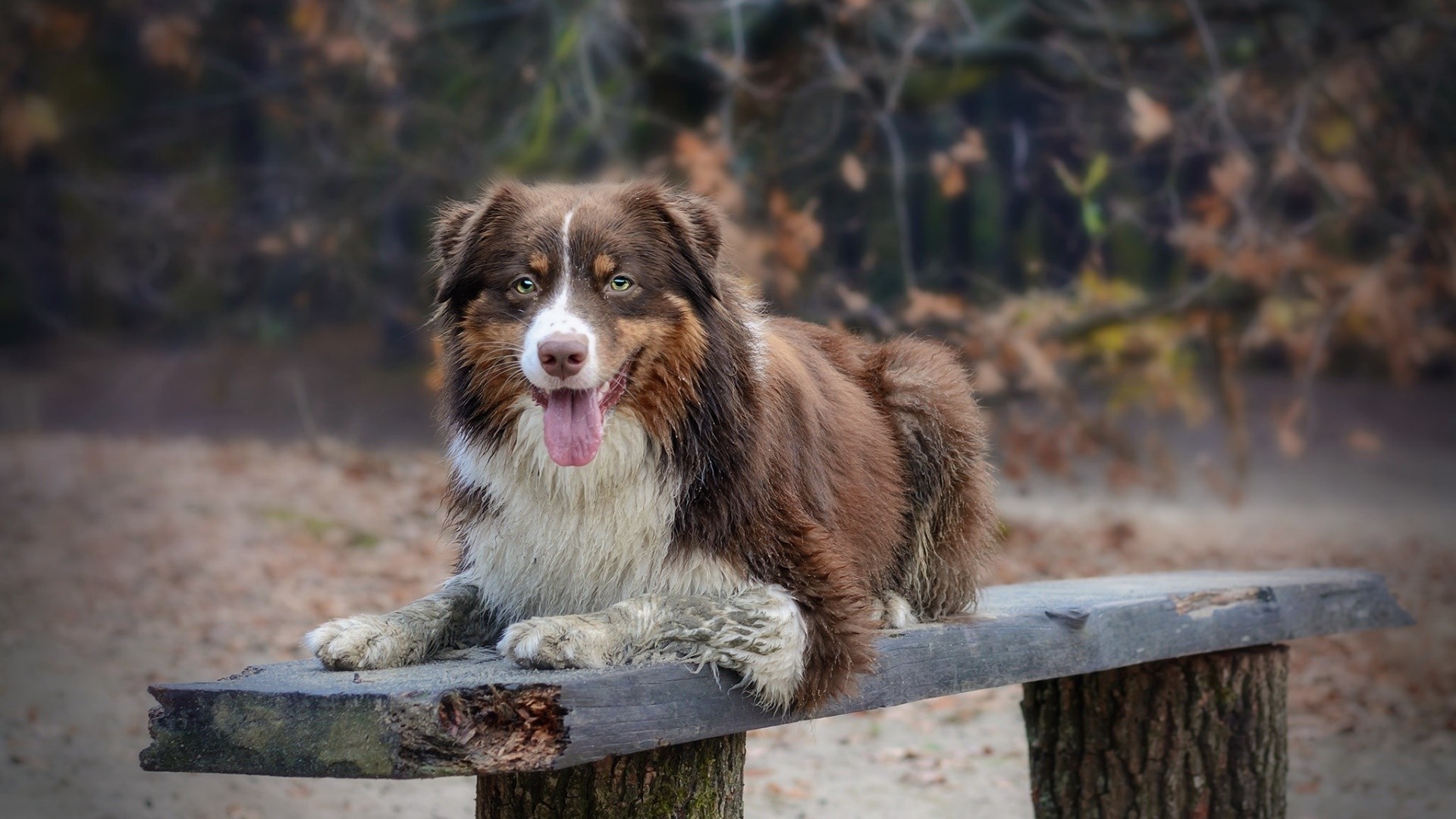 Brown Australian Shepherd dog lying on a wooden bench HD Wallpaper