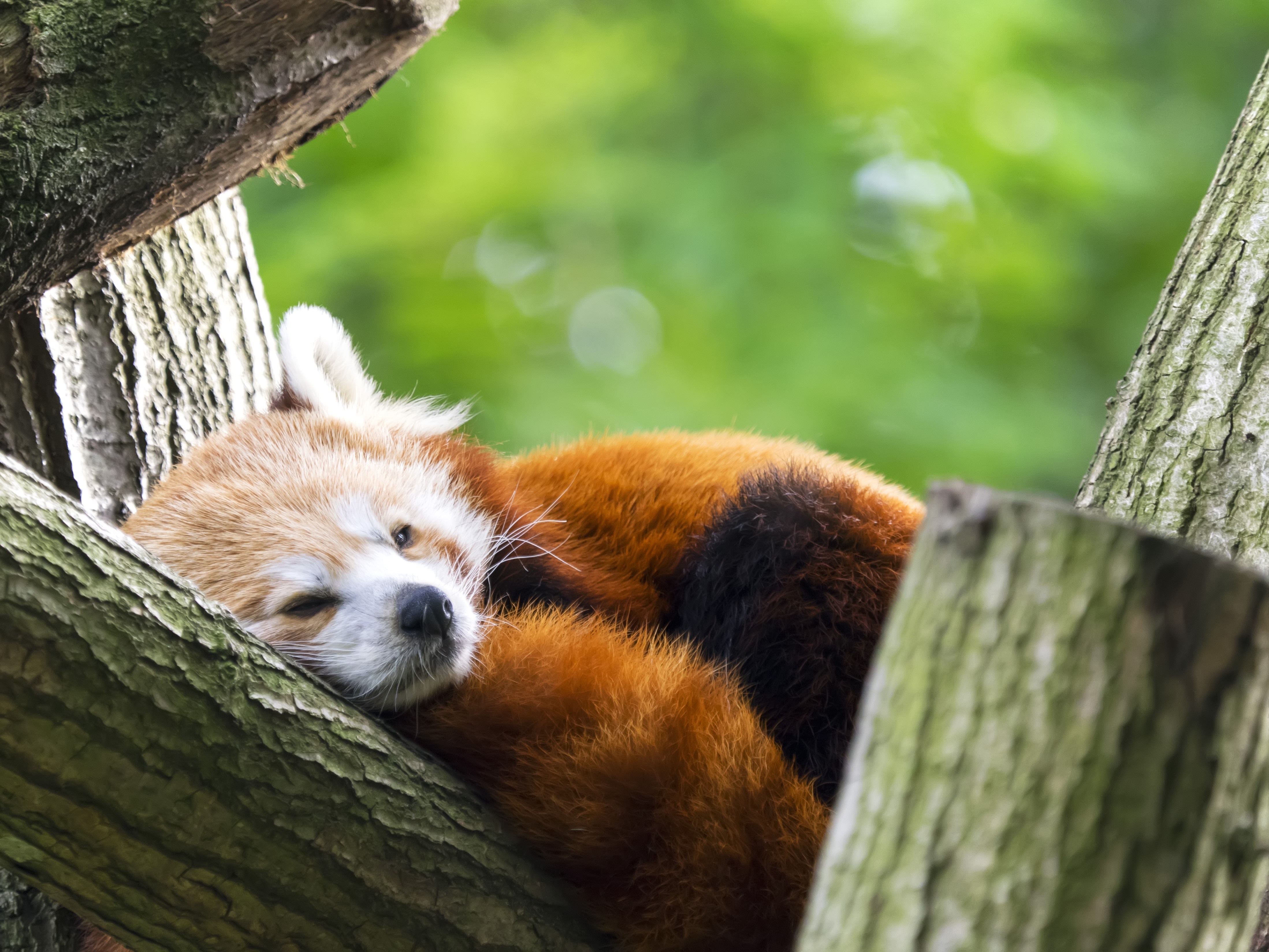 Red panda sleeping on a tree branch HD Wallpaper