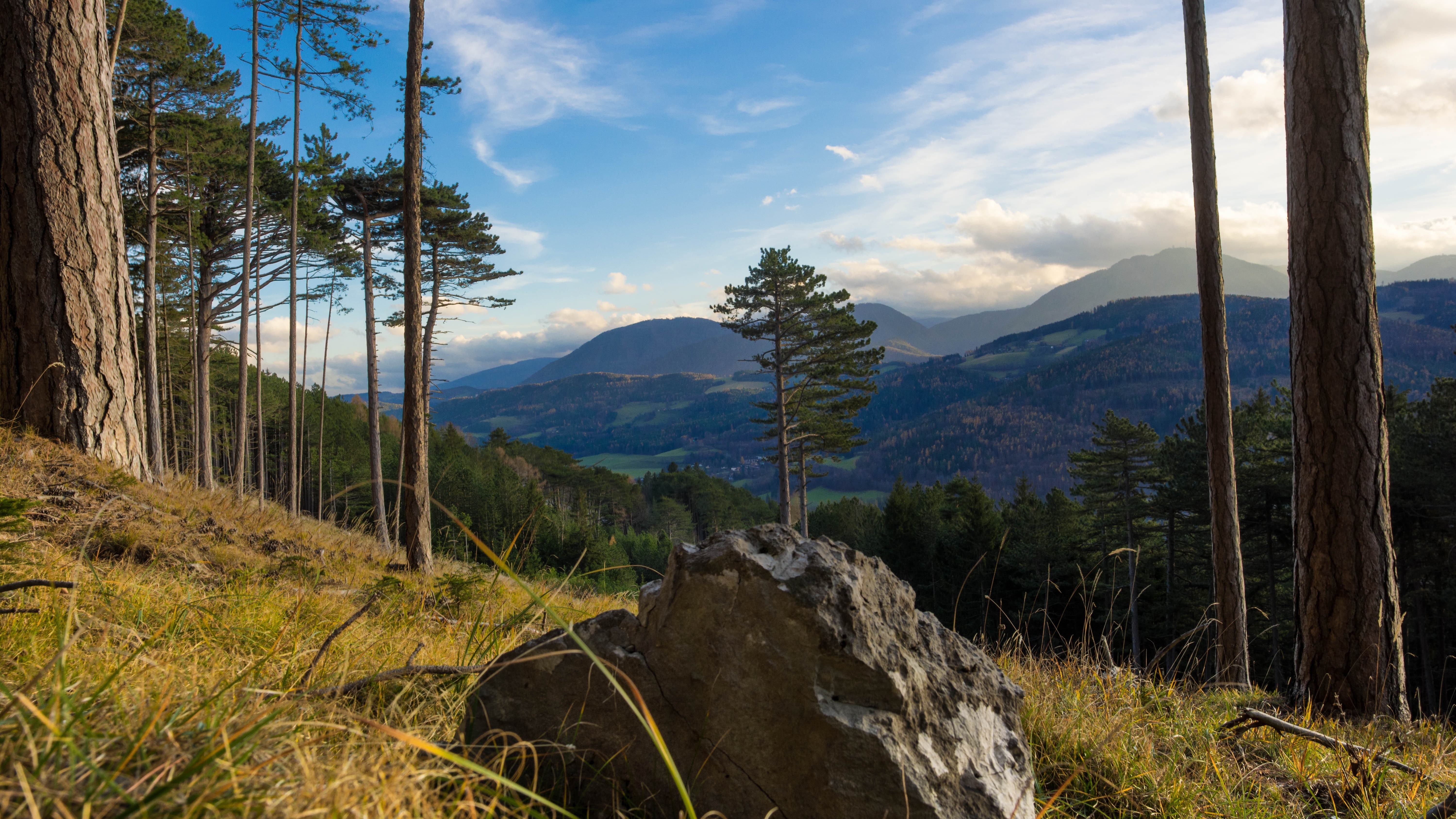 Mountain landscape with pine trees and rock in foreground HD Wallpaper