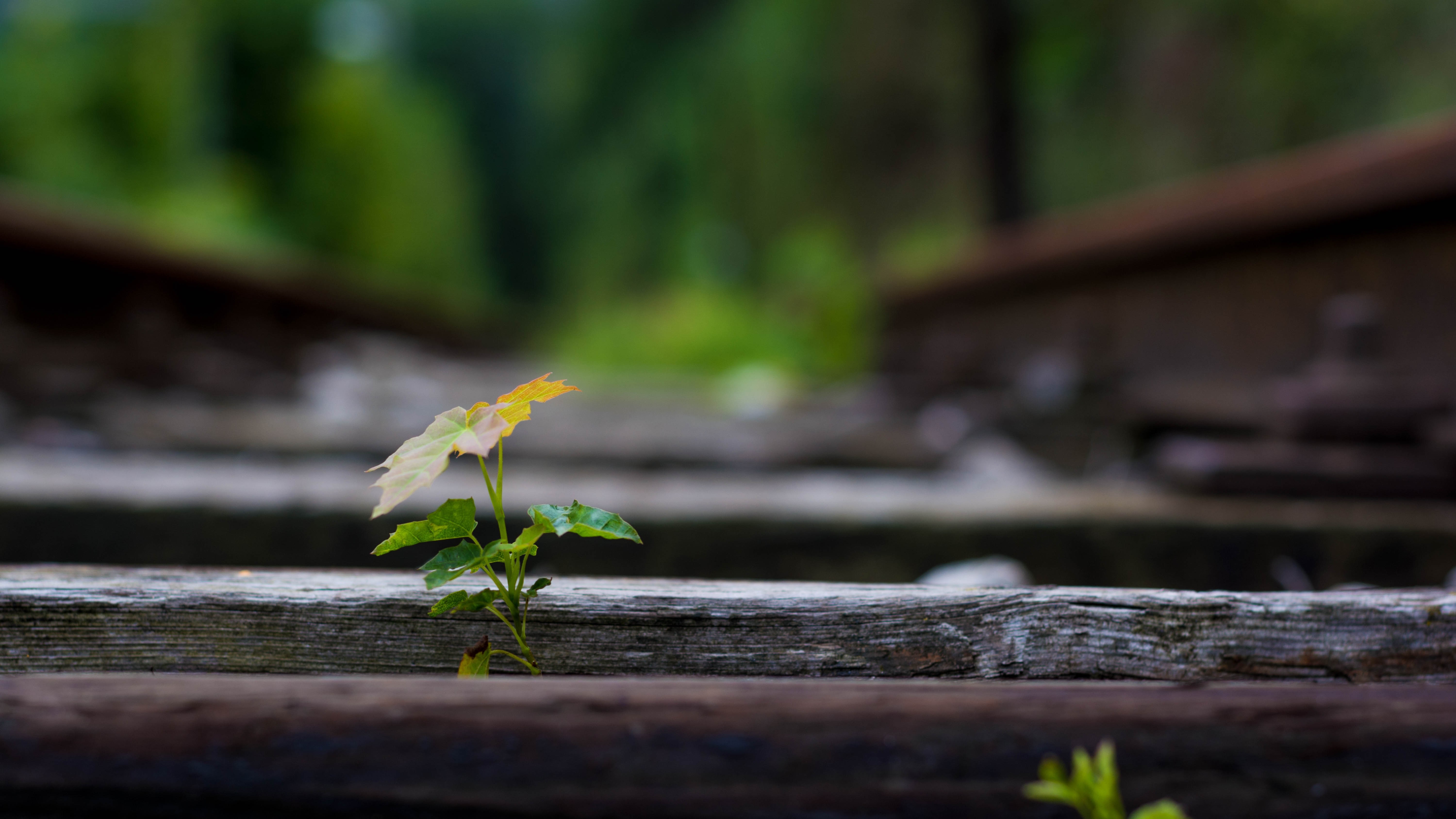Plant growing on abandoned railway tracks HD Wallpaper