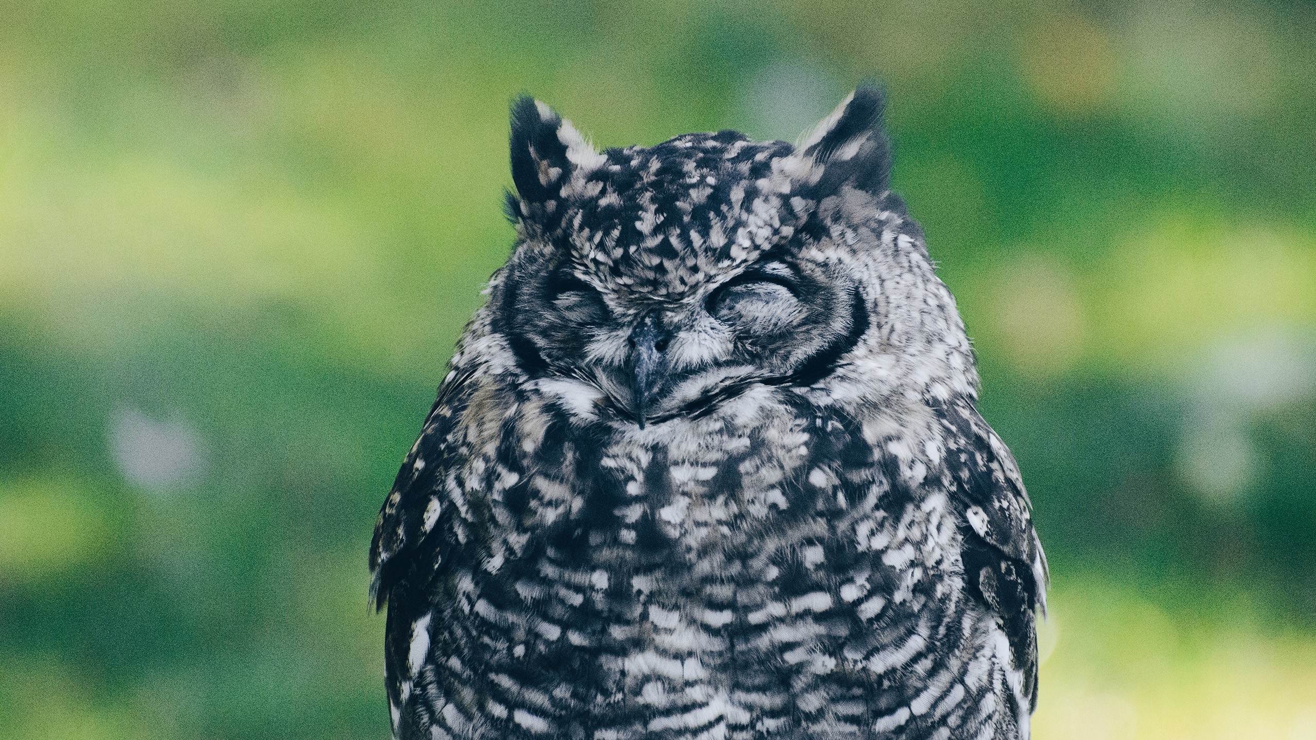 Close up of a sleeping owl with mottled feathers HD Wallpaper