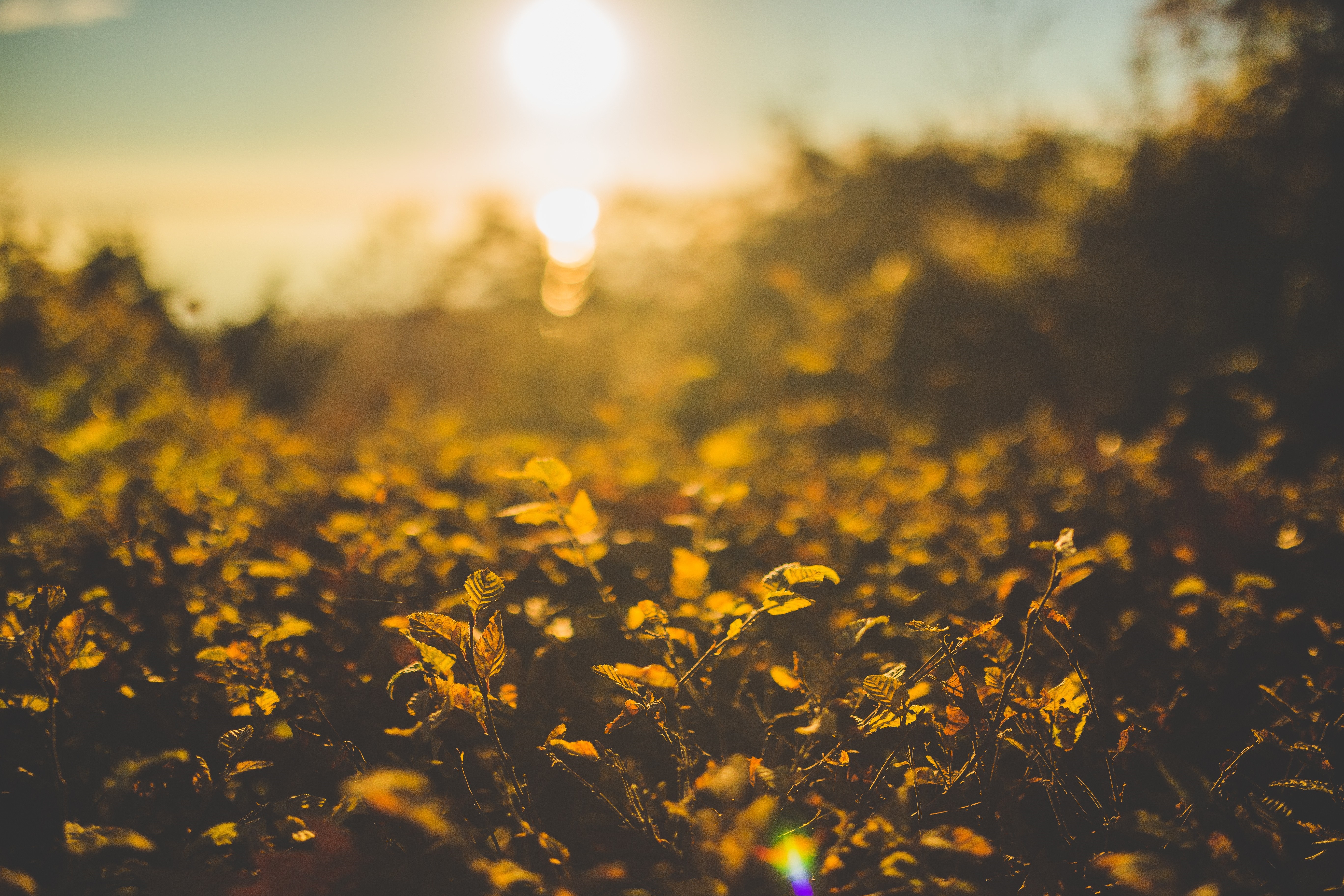 Sunlight filtering through autumn leaves at sunset HD Wallpaper