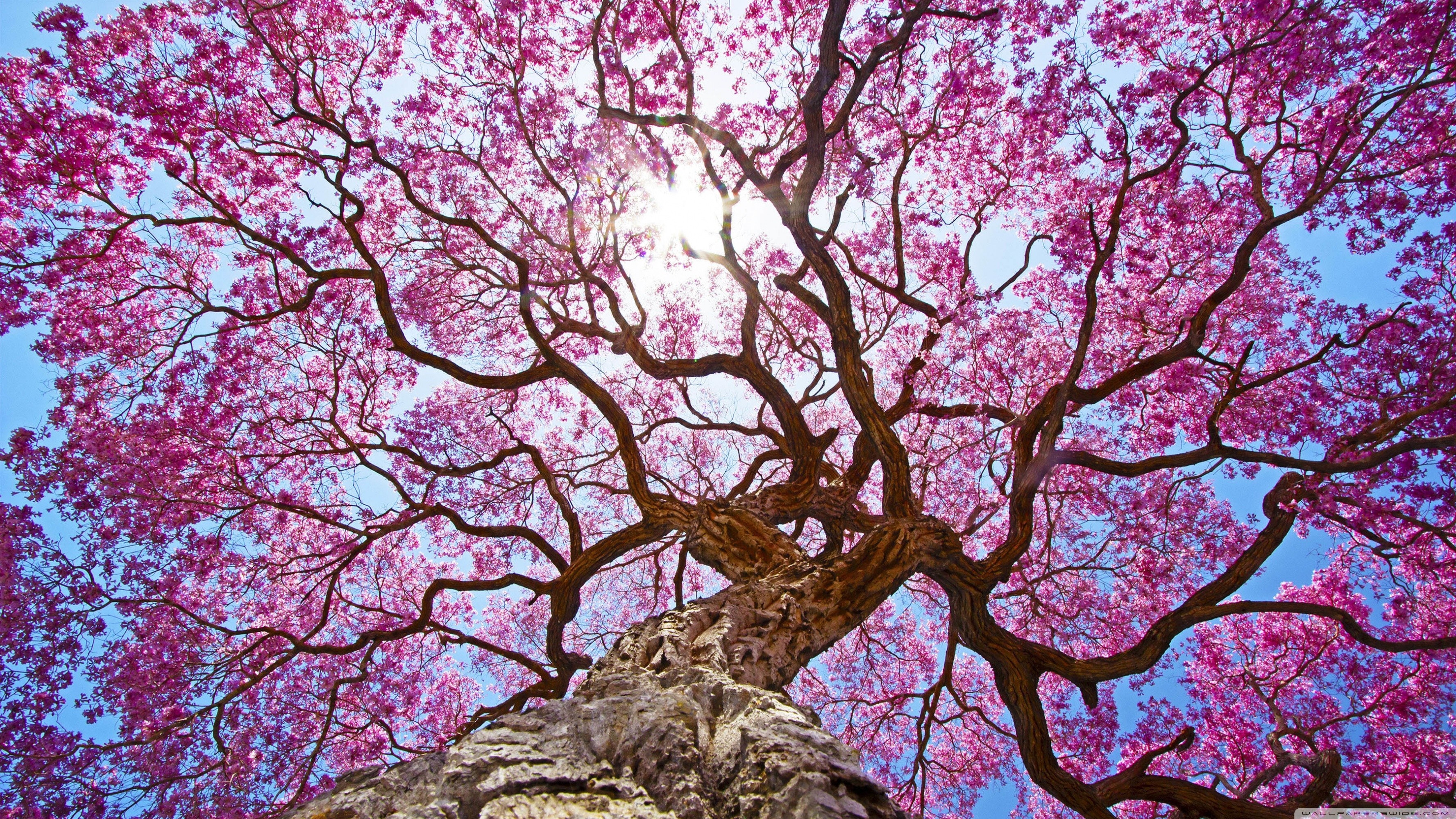 A low-angle view of a blooming pink tree against a clear blue sky HD Wallpaper